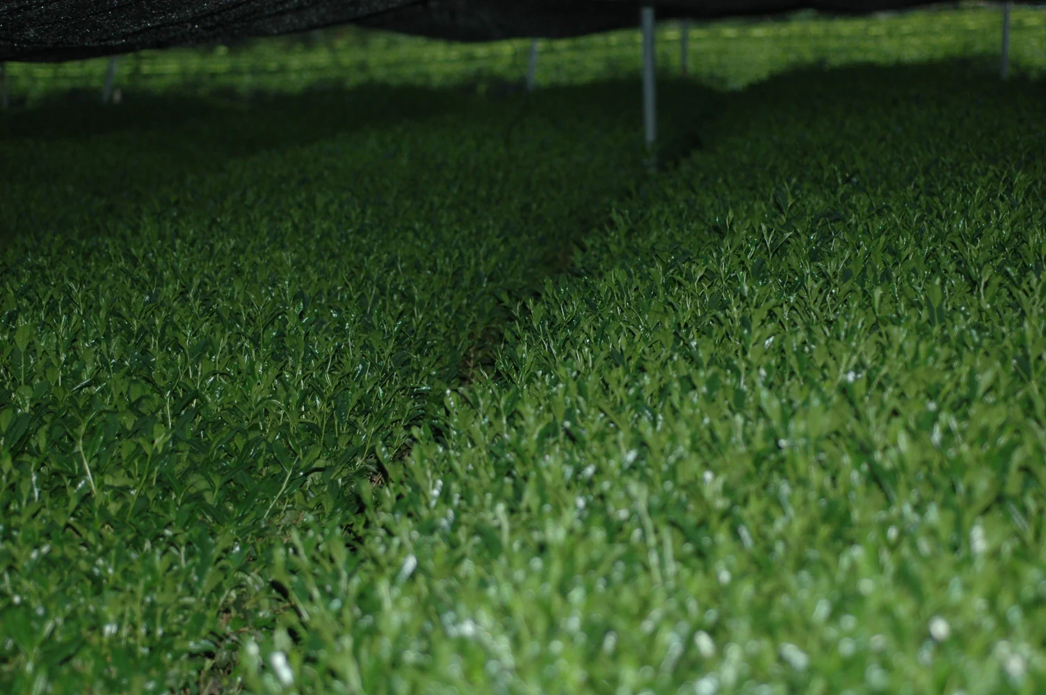 #0327.S2 Honyama Matcha from the Hills of Shizuoka Matcha - Standard Barista Grade - Image 7