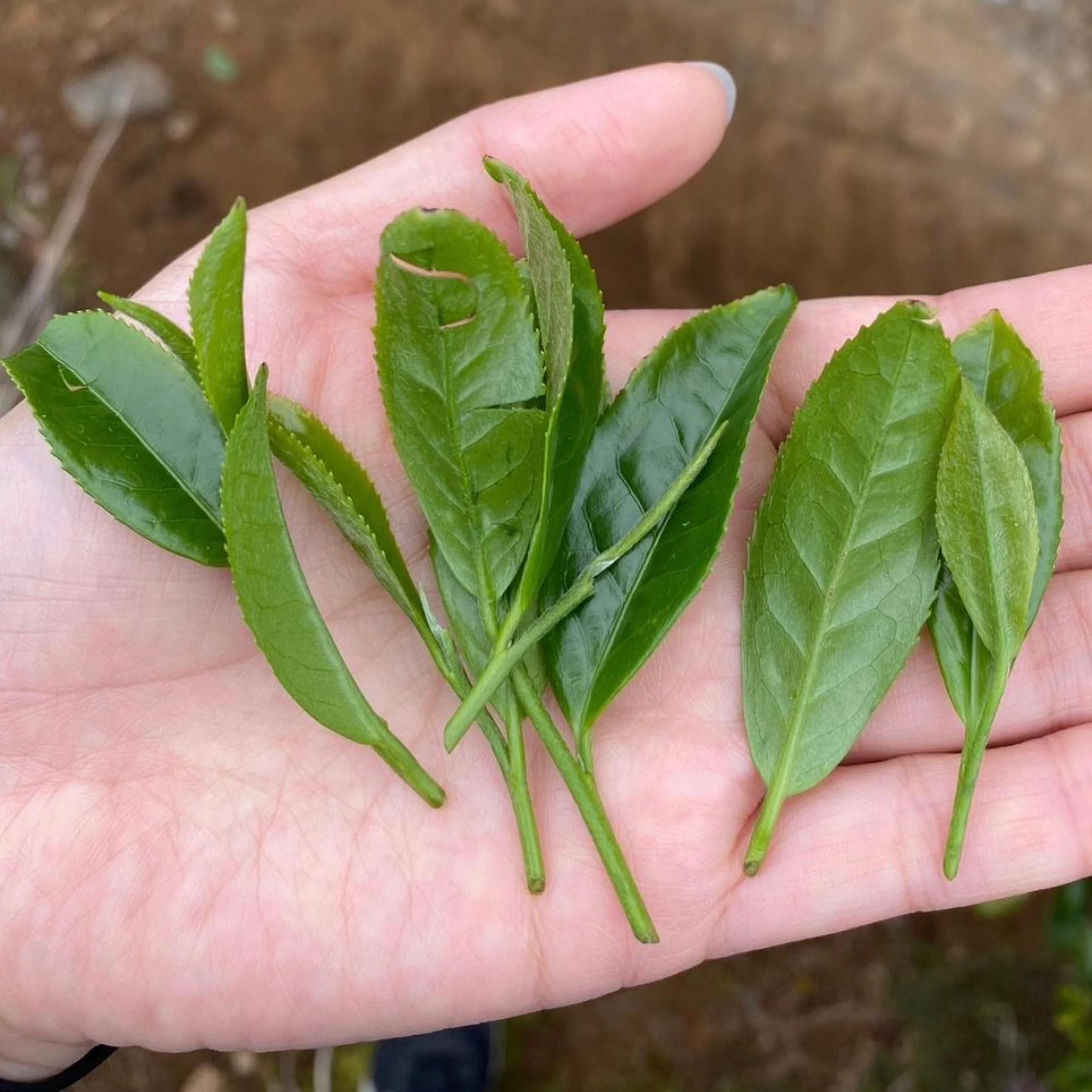 #0349.K2 Tanegashima Island Shoju 2026 (micro batch, limited) - Single Cultivar Sencha - Iba Takahiro Tea Garden - Image 10