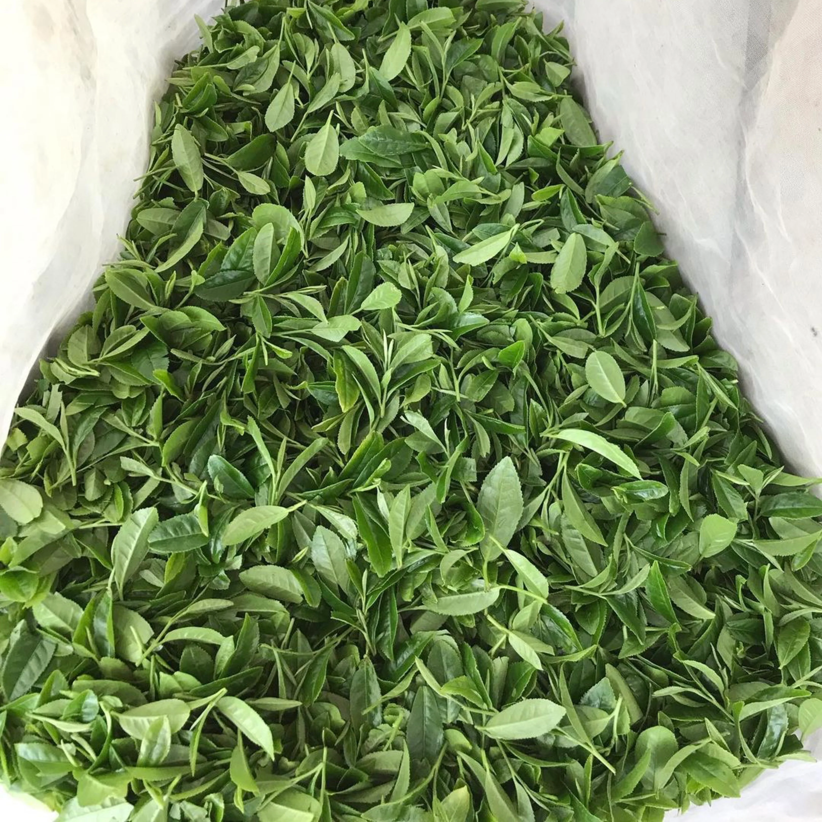 #0349.K2 Tanegashima Island Shoju 2026 (micro batch, limited) - Single Cultivar Sencha - Iba Takahiro Tea Garden - Image 7
