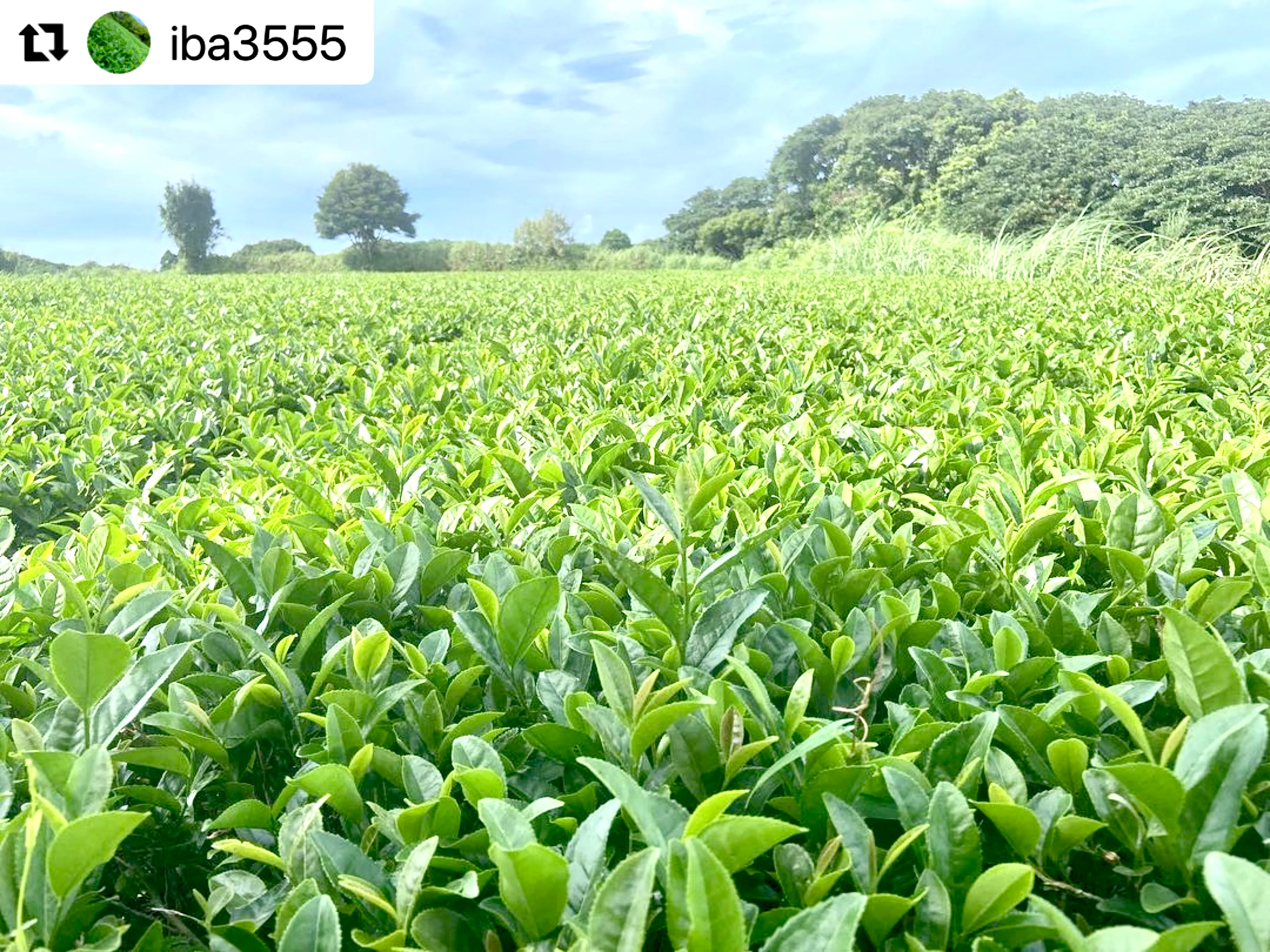 #0330.K2 Iba Yu Tea Garden: Tanegashima Single Cultivar Sencha - Kuritawase (micro batch, limited) - Image 4