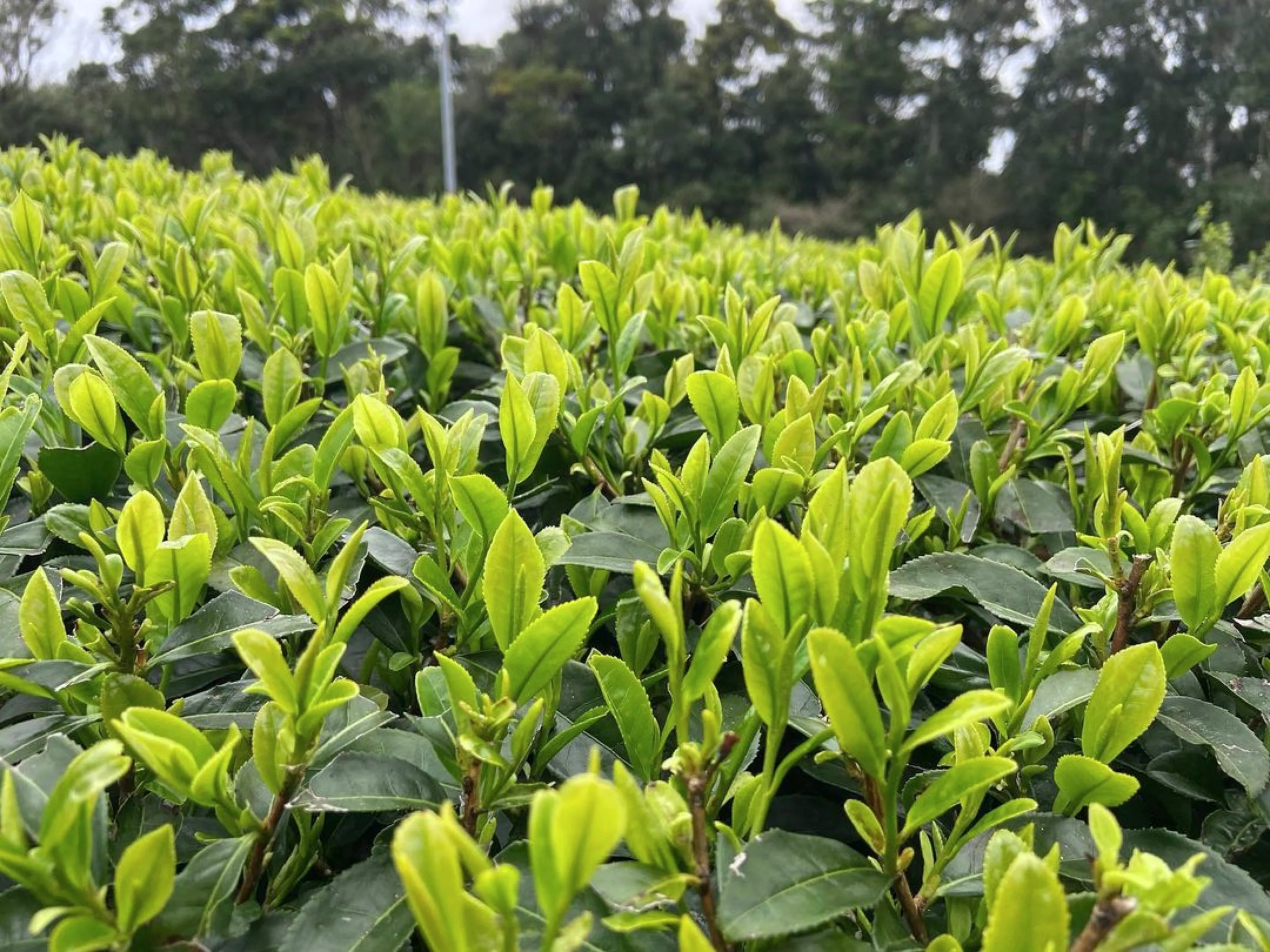 #0330.K2 Iba Yu Tea Garden: Tanegashima Single Cultivar Sencha - Kuritawase (micro batch, limited) - Image 5