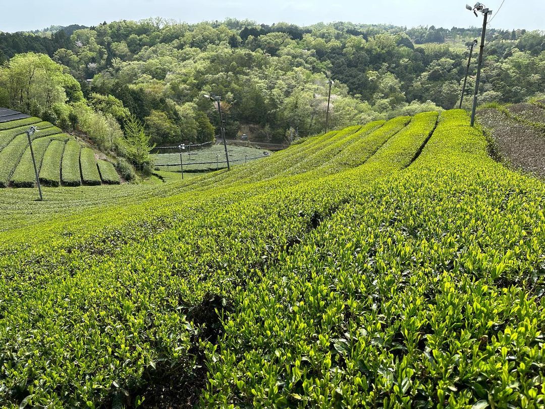 #0838.K6 Idonoi Tea Garden: Naturally Grown Kyoto Spring Yabukita Bancha Hojicha Roasted Green Tea - Image 2