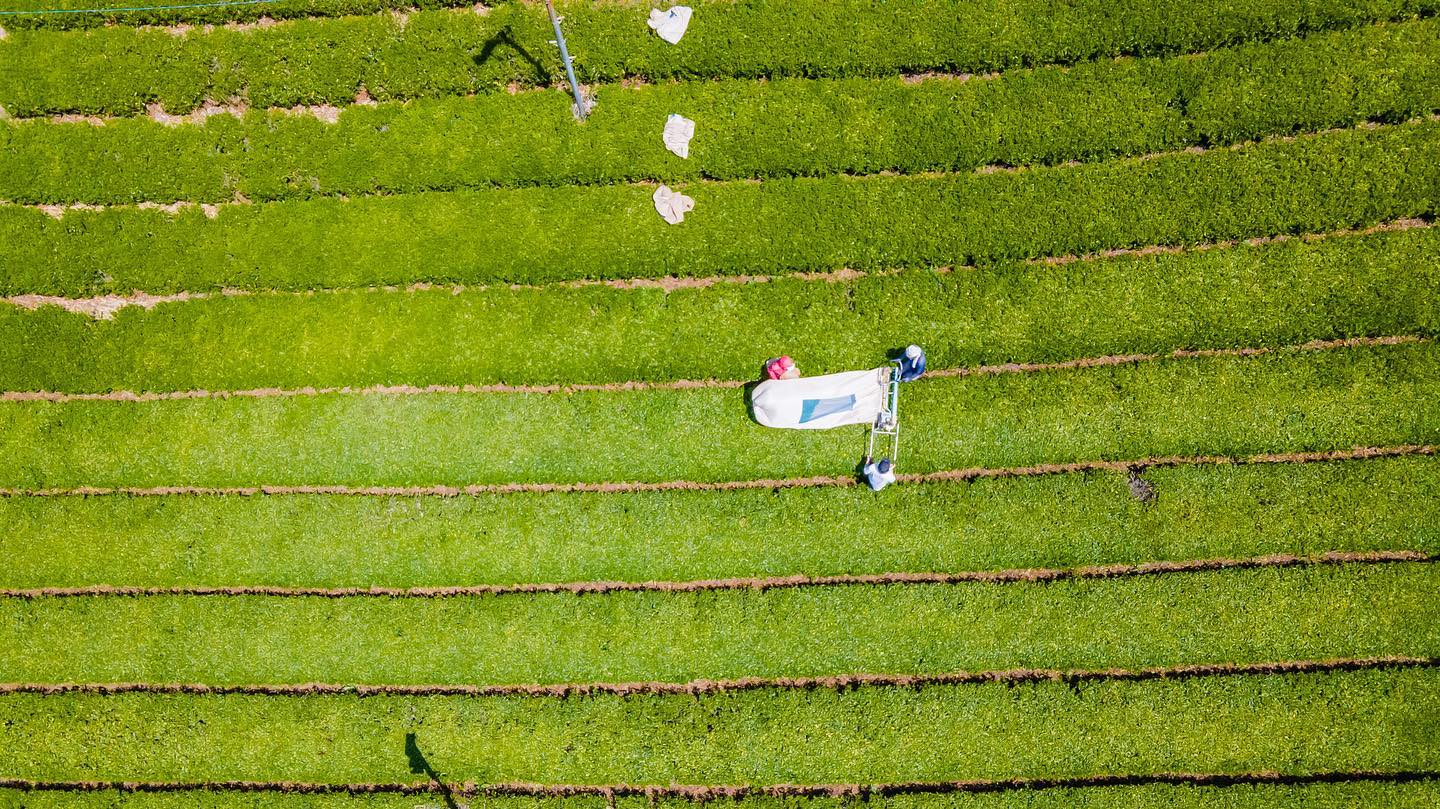 #0838.K6 Idonoi Tea Garden: Naturally Grown Kyoto Spring Yabukita Bancha Hojicha Roasted Green Tea - Image 6