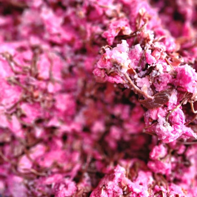 Iijima Seitarou Shoten KN003: Salt-Pickled Sakura Blossoms (Japanese-grown) 桜花の塩漬 - Image 2