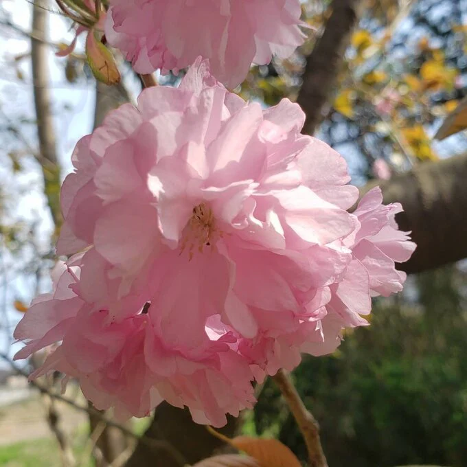 Iijima Seitarou Shoten KN003: Salt-Pickled Sakura Blossoms (Japanese-grown) 桜花の塩漬 - Image 8