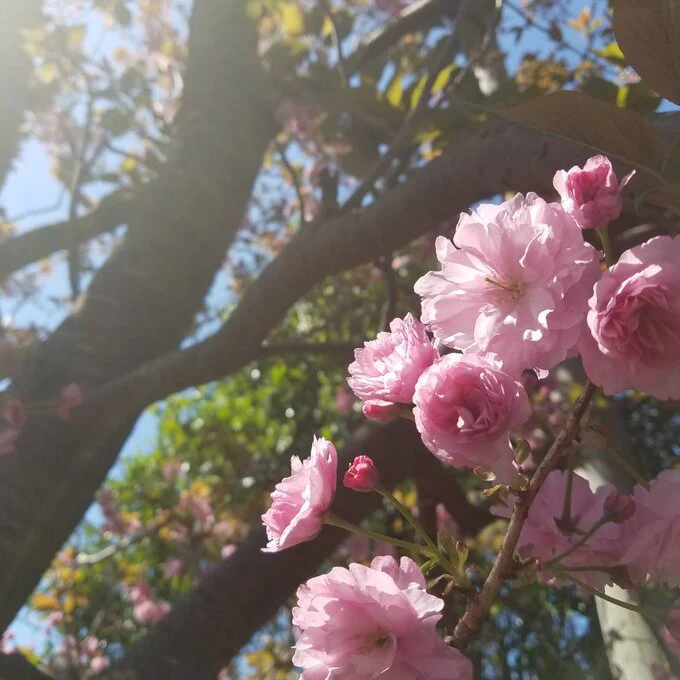Iijima Seitarou Shoten KN003: Salt-Pickled Sakura Blossoms (Japanese-grown) 桜花の塩漬 - Image 9