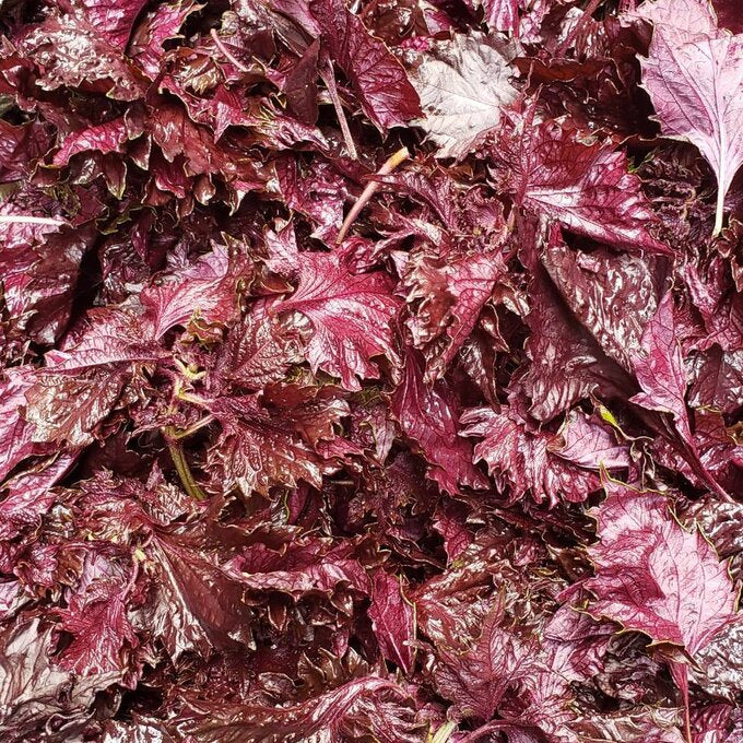 Iijima Seitarou Shoten KN004: Yukari - Sundried, salt-pickled shiso leaves ゆかり - Image 3