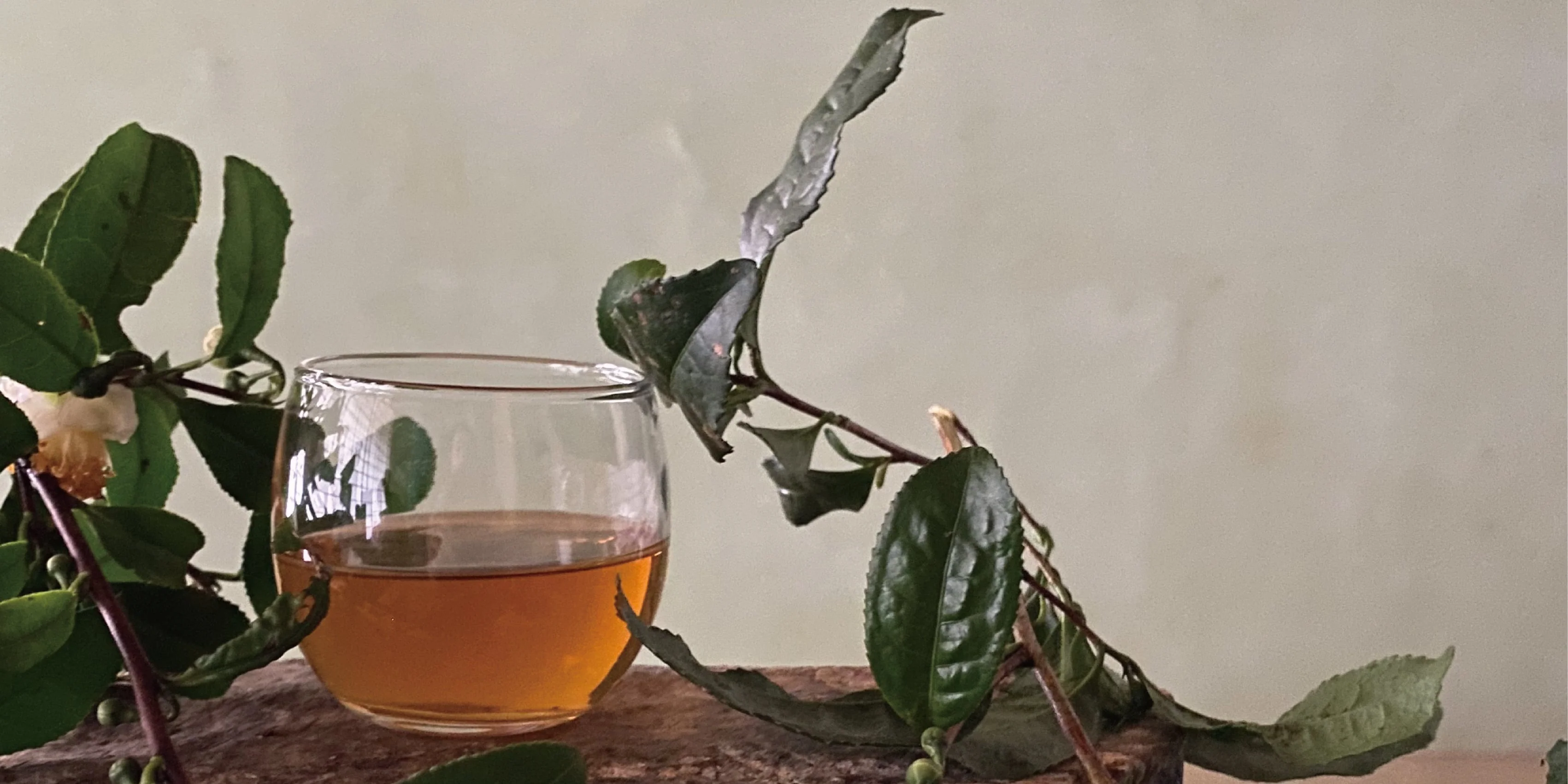 #0602.E1 Ishizuchi Kurocha - Fermented Dark Tea from Ehime Prefecture - EH001 - Image 2