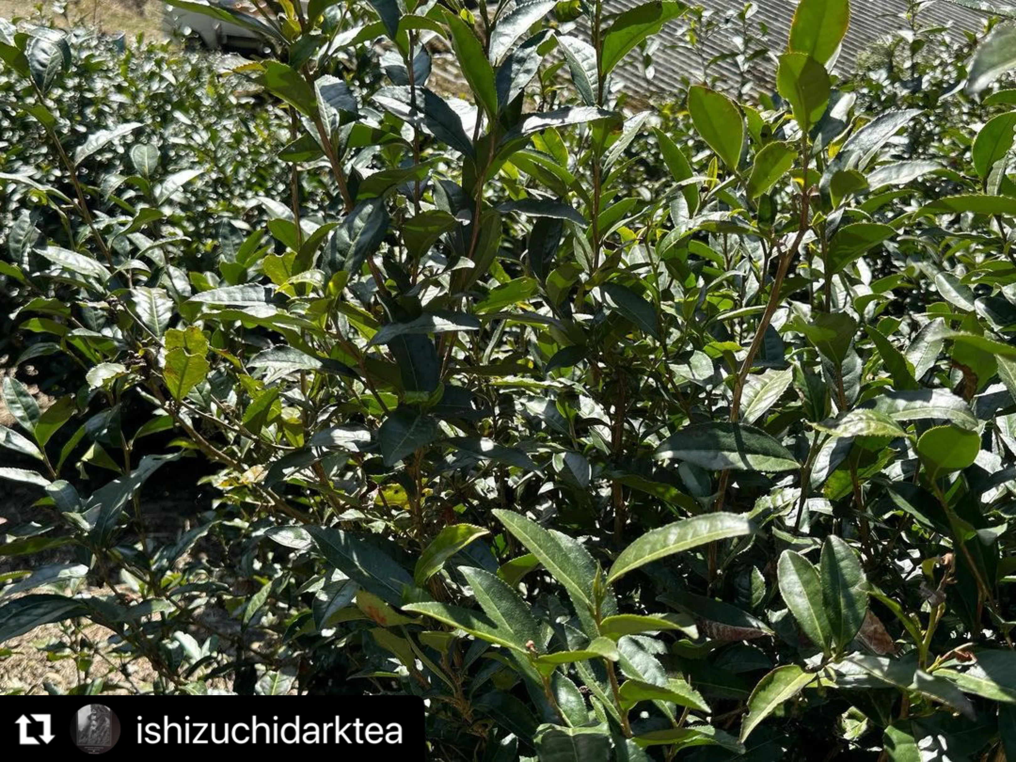 #0602.E1 Ishizuchi Kurocha - Fermented Dark Tea from Ehime Prefecture - EH001 - Image 5