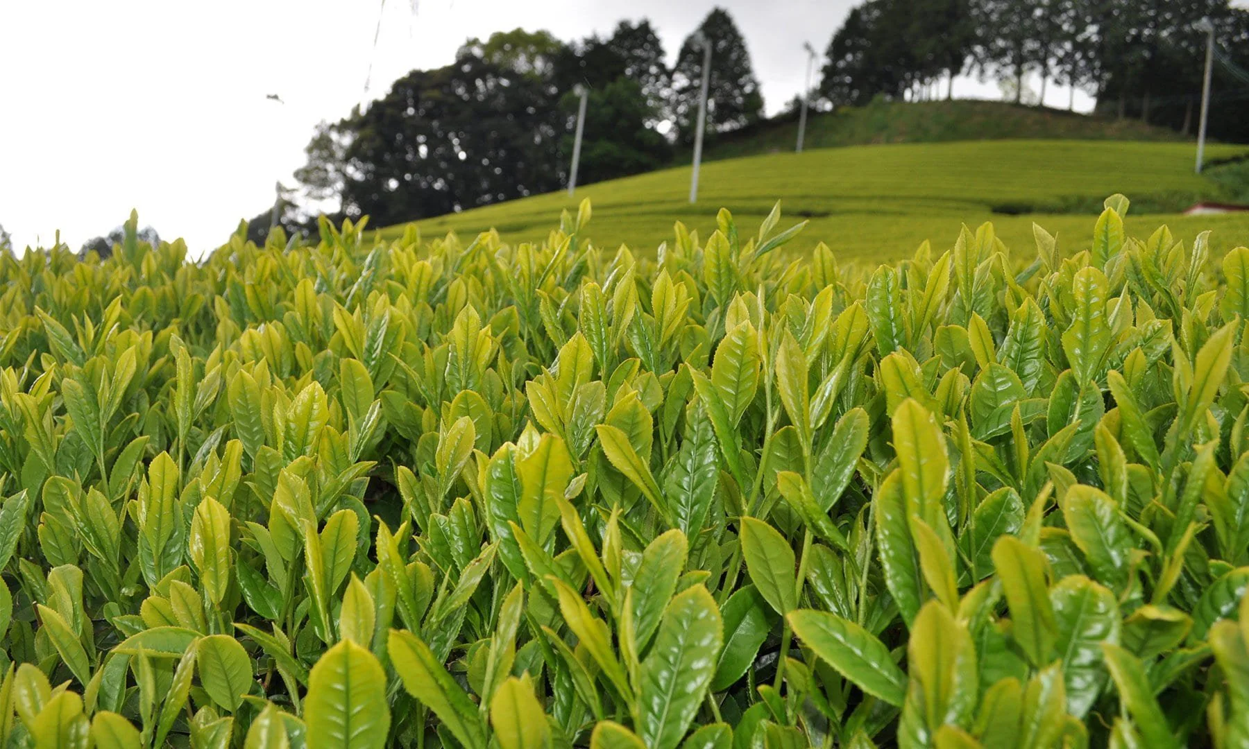 #0772.S5 Zenkouen Tea Garden: #14 Japanese Black Tea (tea bags) (JAS Organic) - Image 3