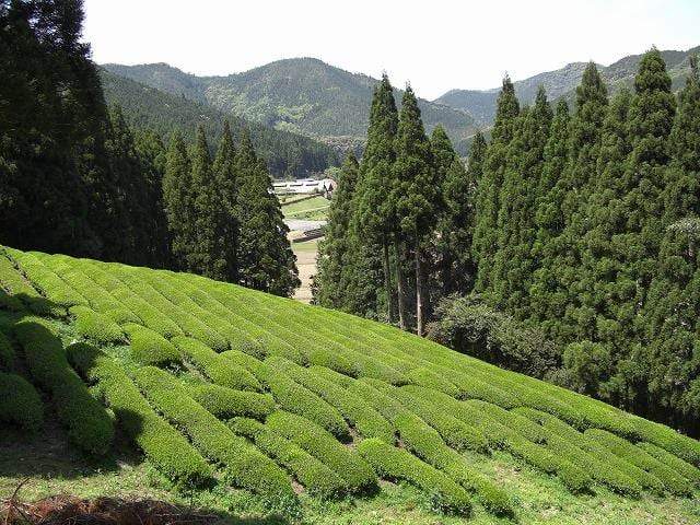 PREORDER available late May 🍵 2026 #0350.K5 Kajihara Tea Garden: #01 Densho Premium, Kamairicha Green Tea from Kumamoto 伝承プレミアム 釜炒り茶 - Image 3