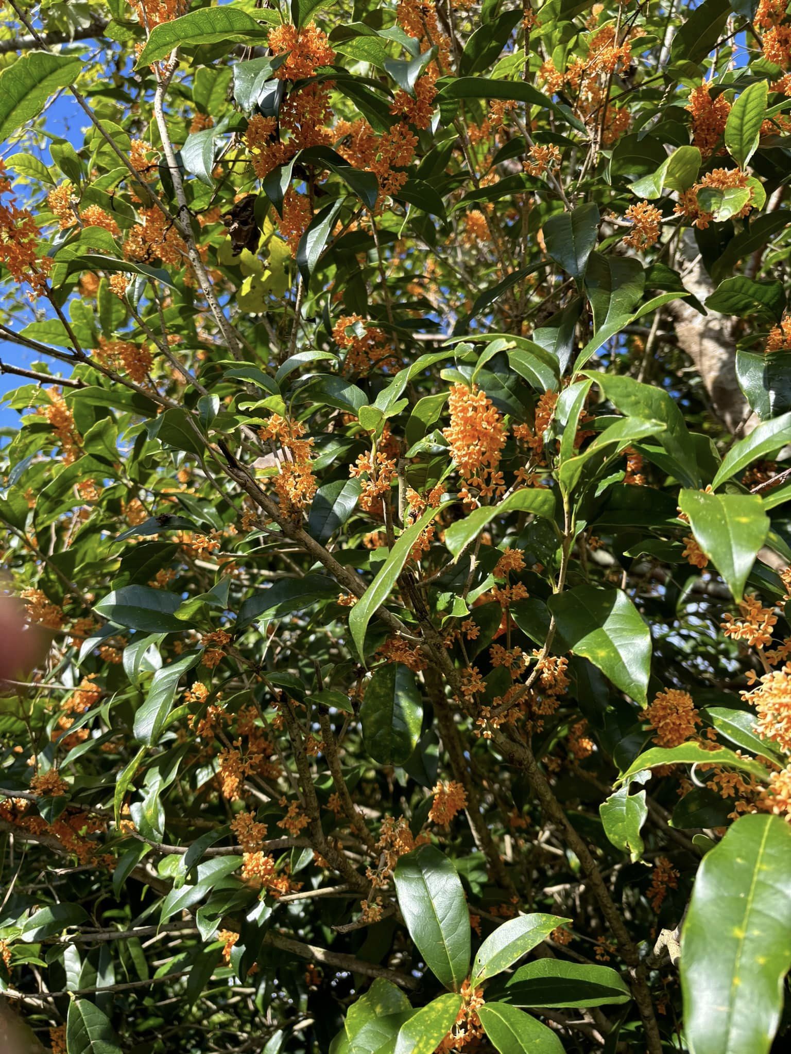 #0837.K5 Kajihara Tea Garden: Single Estate Kinmokusei Scented Black Tea (Wakocha) 金木犀和紅茶 - Image 3