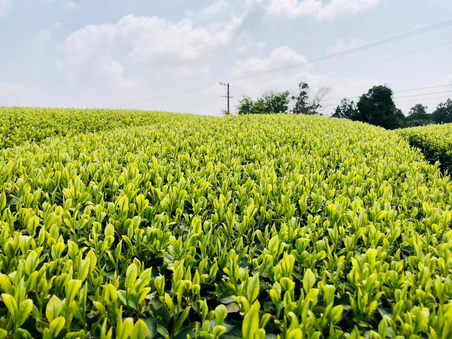 PREORDER available May 🍵 2026 #0362.S5 Kaneroku Matsumoto Tea Garden: Shincha - Limited Edition - Ohashiri 大走り新茶 - Image 3