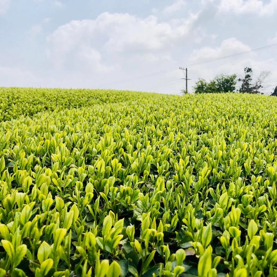 #0376.S5 Kaneroku Matsumoto Tea Garden: Summer White Tea Single Cultivar Koushun 白茶香駿 - Image 3