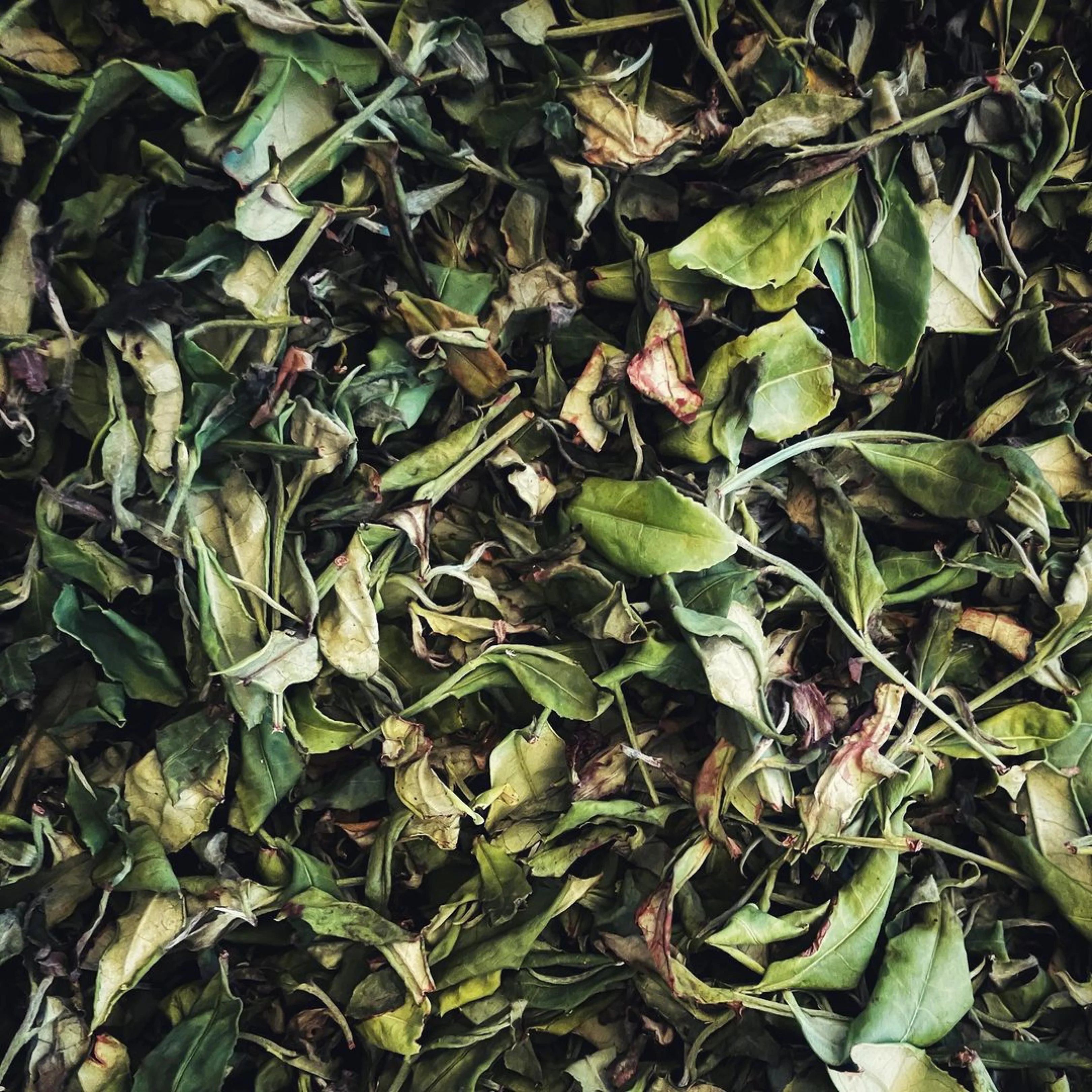 #0376.S5 Kaneroku Matsumoto Tea Garden: Summer White Tea Single Cultivar Koushun 白茶香駿 - Image 4