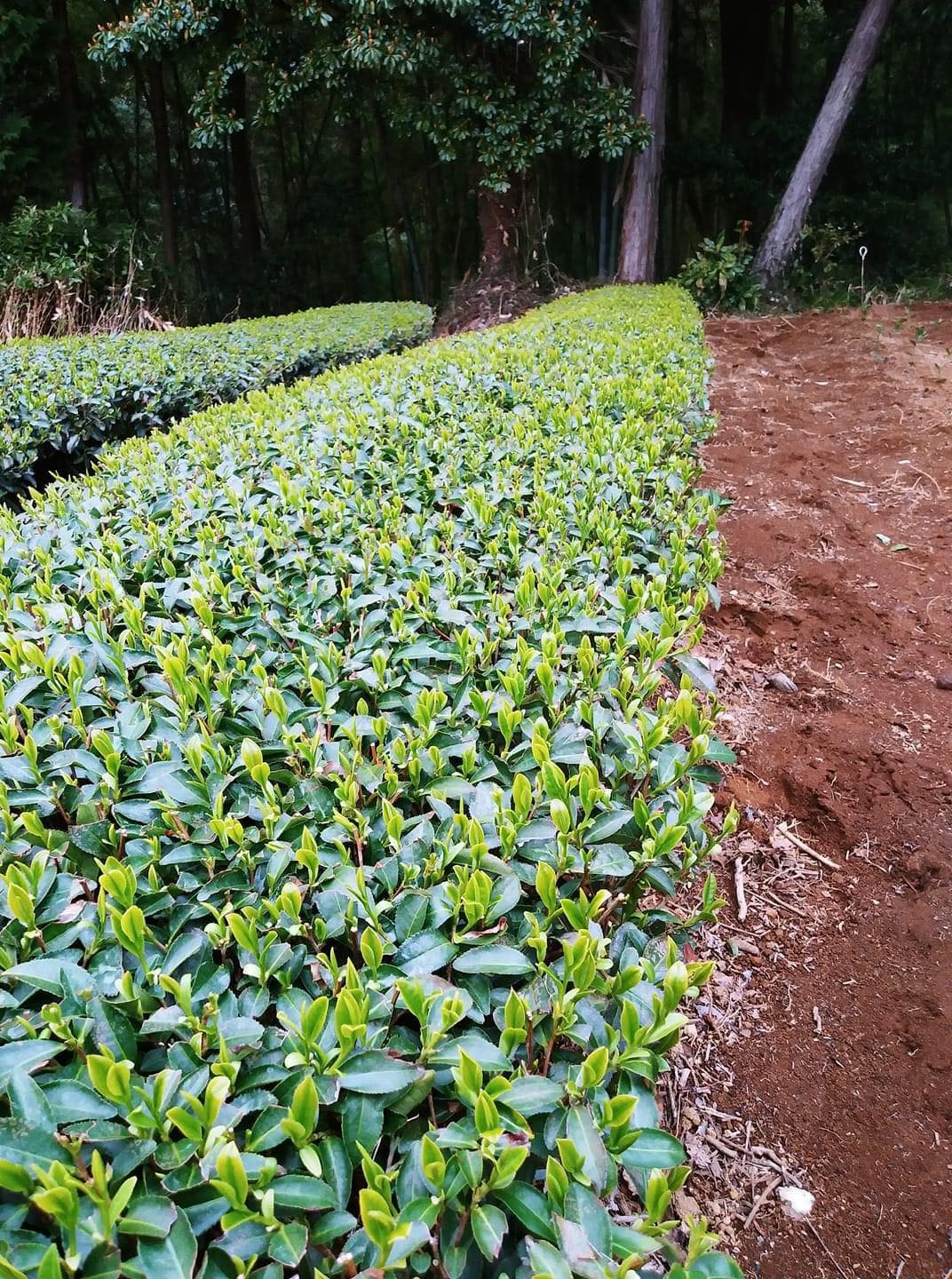 #0390.S5 Kanes Tea: 2022 First Flush Black Tea Wakocha, Makinohara-wase Single Cultivar - Image 2