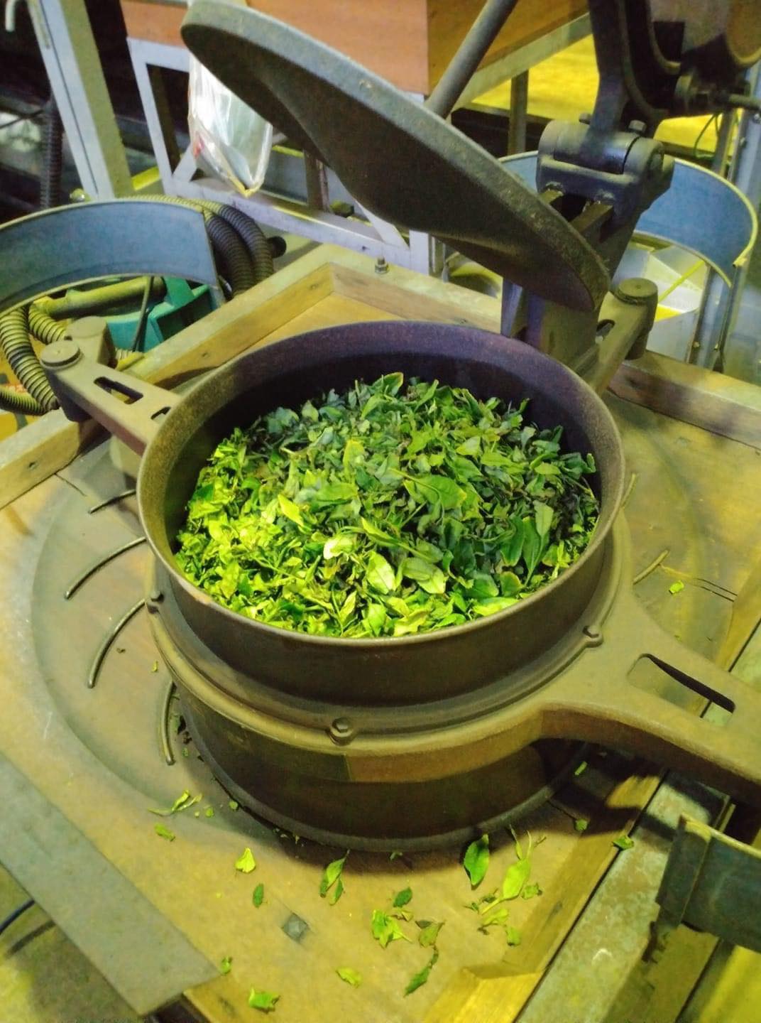 #0390.S5 Kanes Tea: 2022 First Flush Black Tea Wakocha, Makinohara-wase Single Cultivar - Image 3