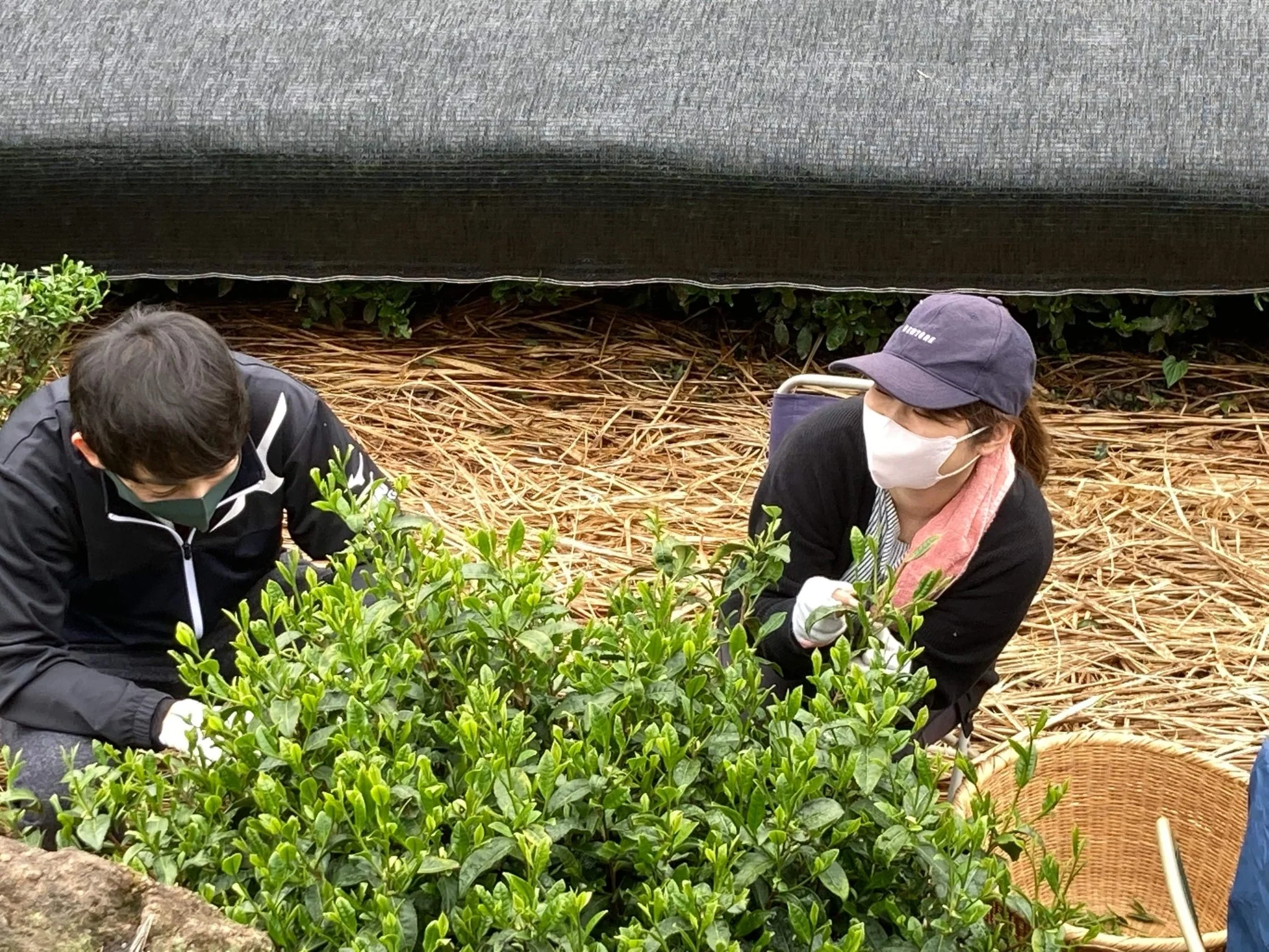 #0396.S5 Kanes Tea: Handpicked First Flush Black Tea Wakocha, Shoushun Single Cultivar - Image 2