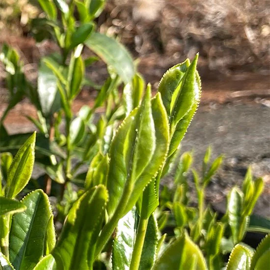 #0396.S5 Kanes Tea: Handpicked First Flush Black Tea Wakocha, Shoushun Single Cultivar - Image 3