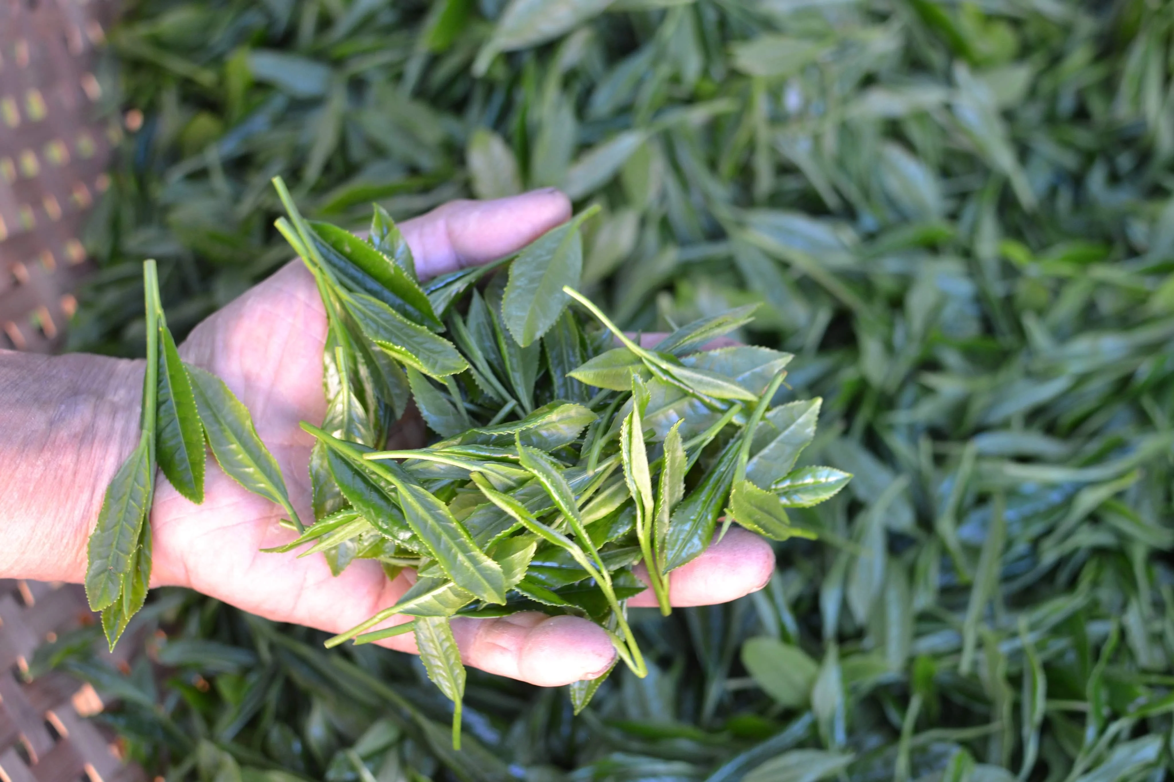 #0398.S5 Kanes Tea: Honzu No. 5 - Competition Grade Asamushi Sencha from Kawane, Shizuoka - Image 8
