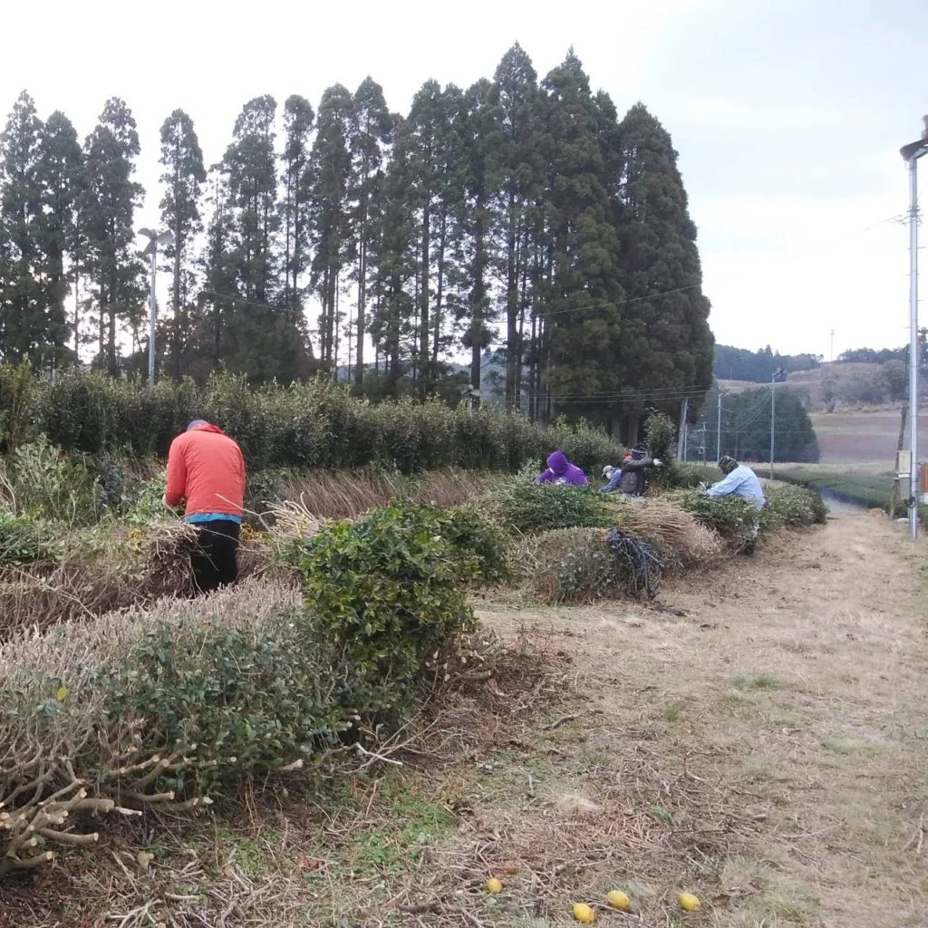 #1007.K2 Kawakami-san’s Makibi Kancha Winter Harvested, Firewood Roasted Green Tea - Image 5