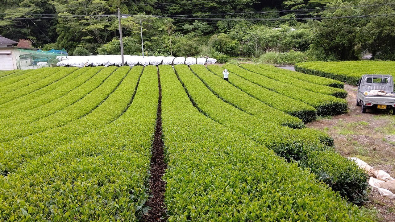 PREORDER available May 🍵 2026  #0169.S5 Kiyosawa Tea Gardens: Shizuoka Spring Kukihojicha Light Roasted Green Tea Leaf Stems by Farmer Kajiyama Yukako - Image 6