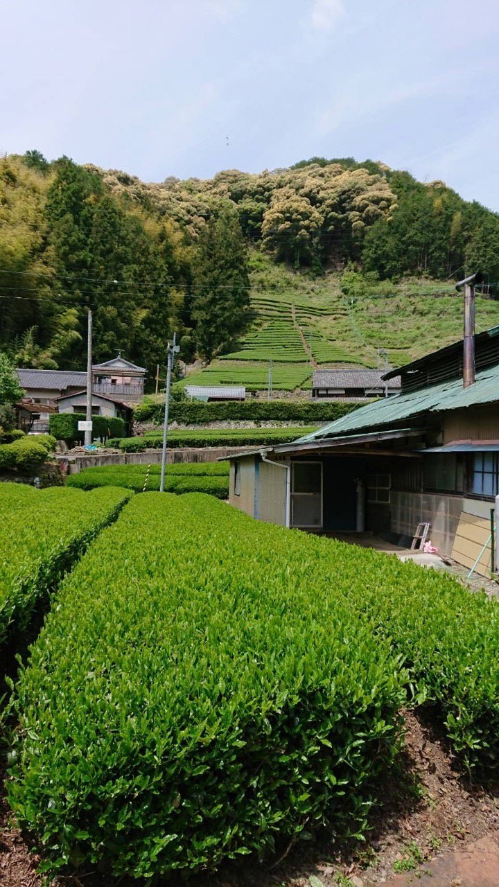 PREORDER available May 🍵 2026  #0169.S5 Kiyosawa Tea Gardens: Shizuoka Spring Kukihojicha Light Roasted Green Tea Leaf Stems by Farmer Kajiyama Yukako - Image 7