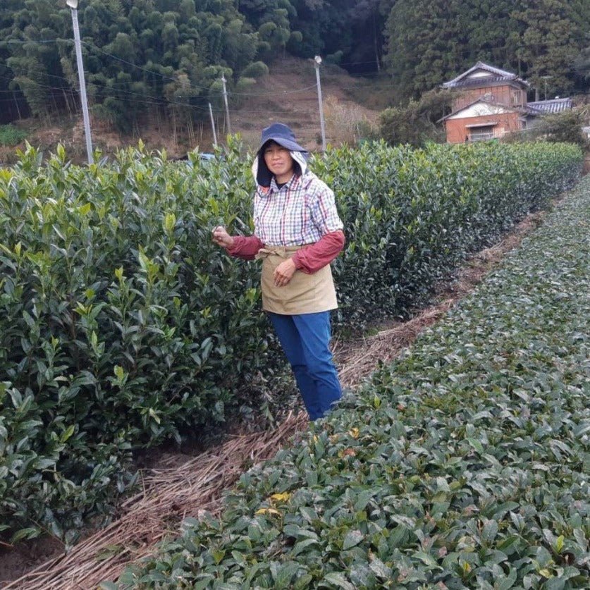 PREORDER available May 🍵 2026  #0169.S5 Kiyosawa Tea Gardens: Shizuoka Spring Kukihojicha Light Roasted Green Tea Leaf Stems by Farmer Kajiyama Yukako - Image 9