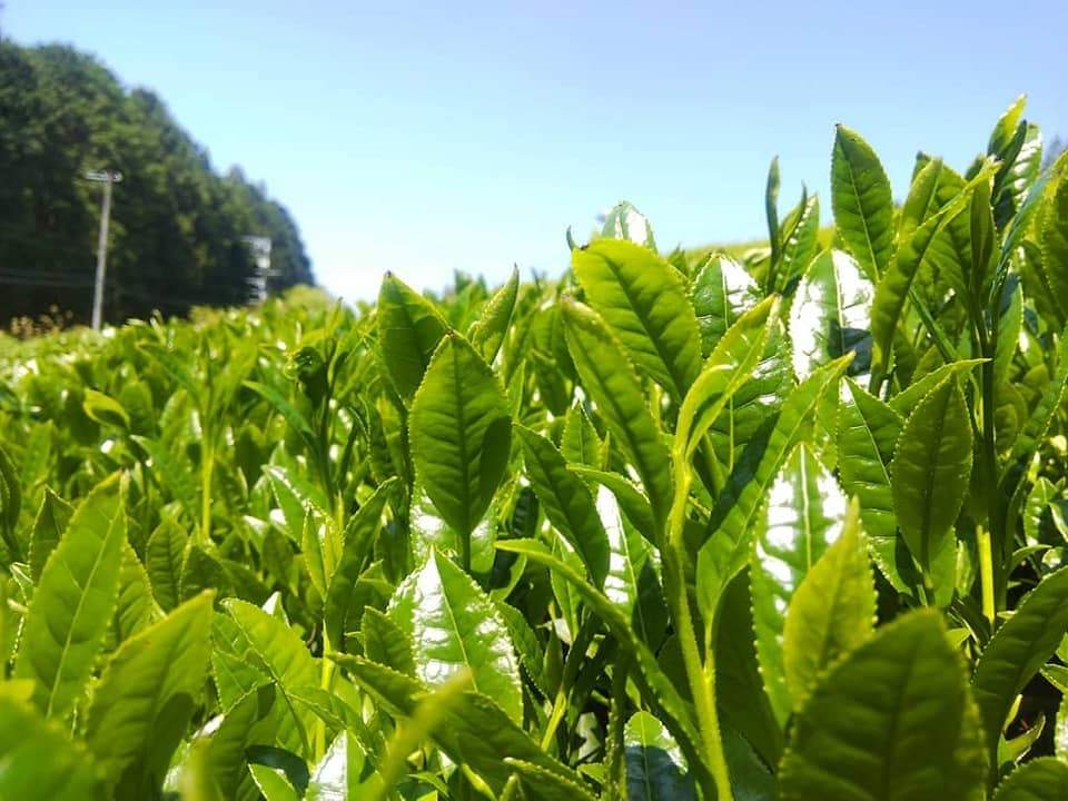 PREORDER available in June 🍵 2026 #0437.F2 Kuma Tea Garden FK034: Yamecha Sencha Tsuyuhikari - Image 5