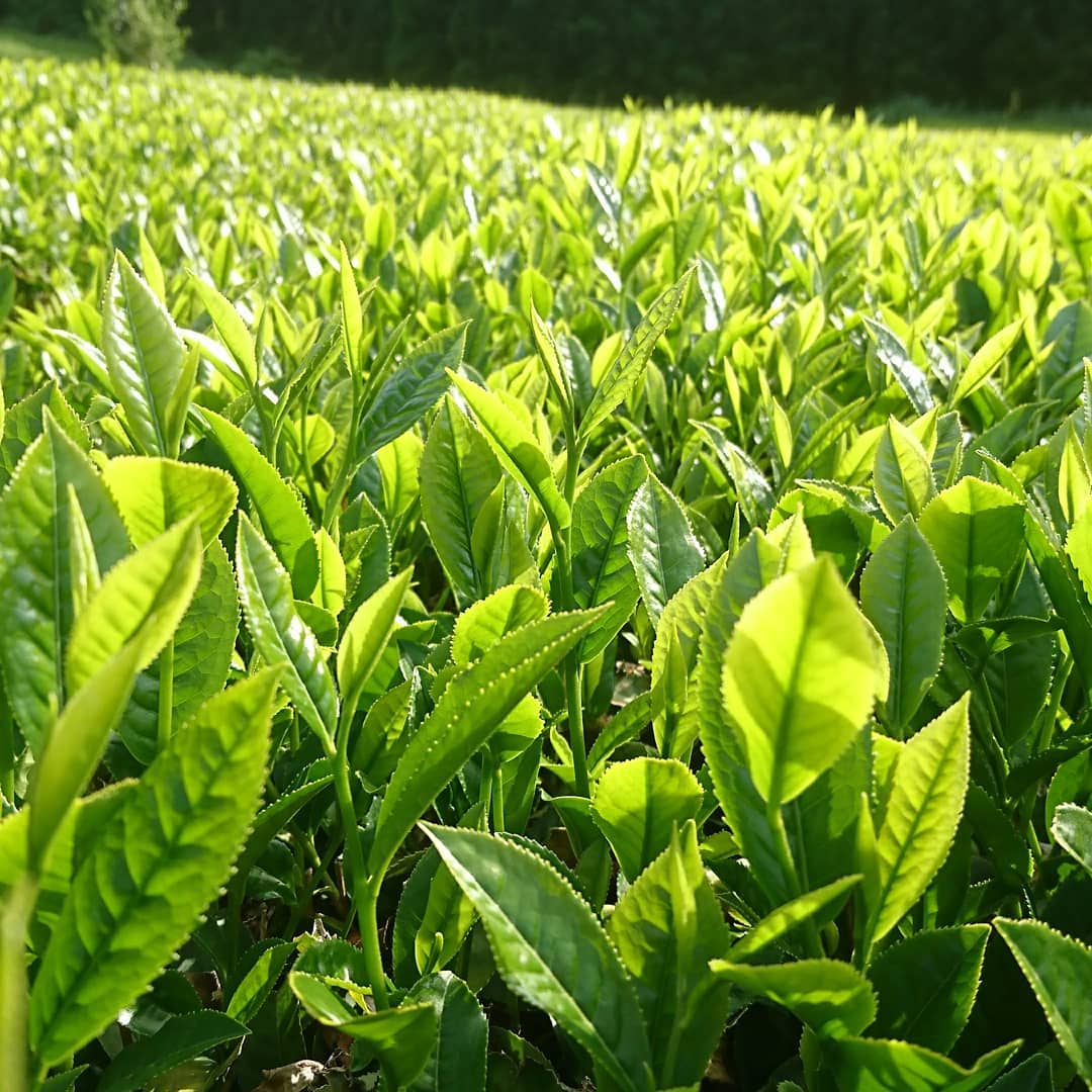 #0440.F2 Kuma Tea Garden FK037: Yamecha Mountain-Grown First Flush Benihikari Black Tea - Image 3