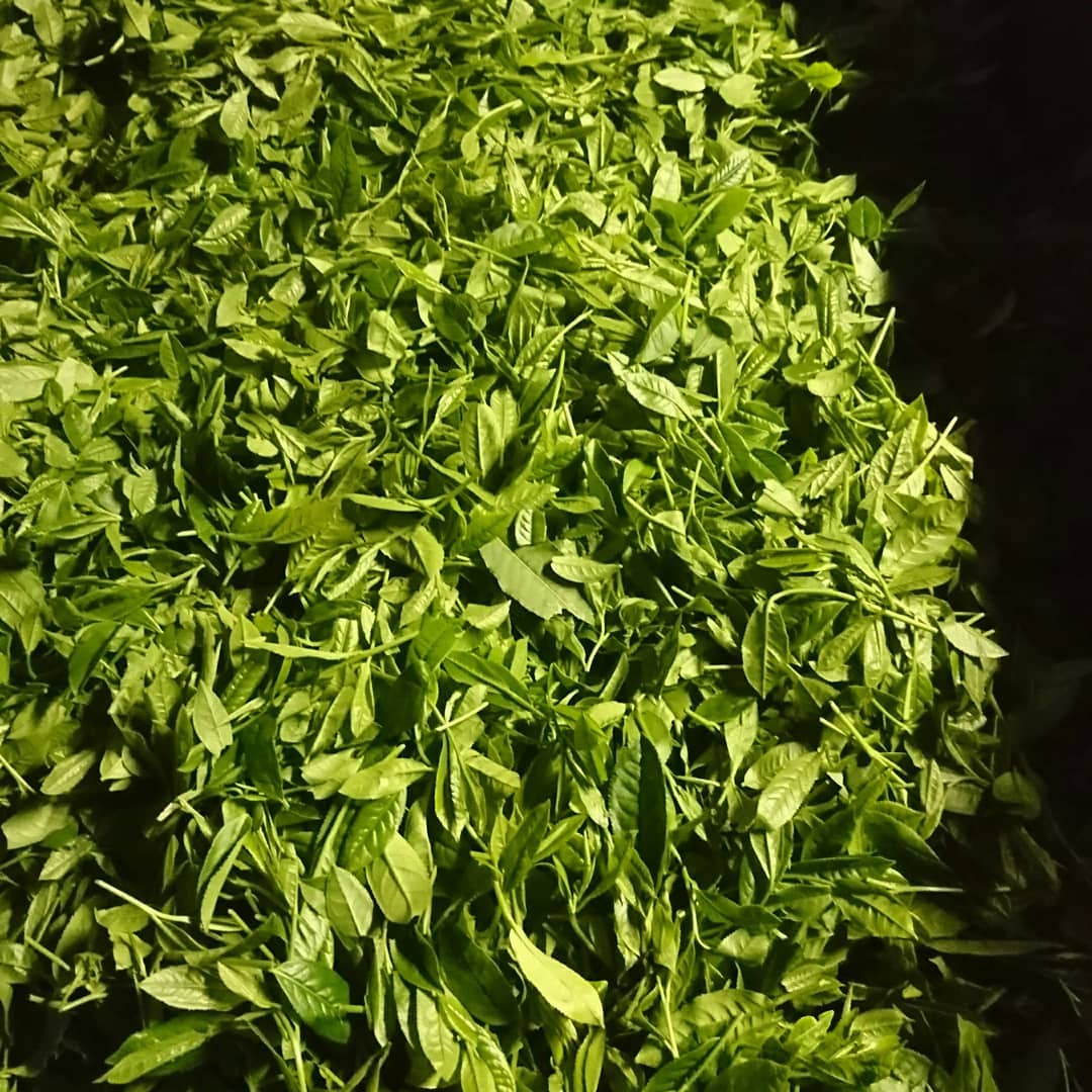 #0440.F2 Kuma Tea Garden FK037: Yamecha Mountain-Grown First Flush Benihikari Black Tea - Image 4