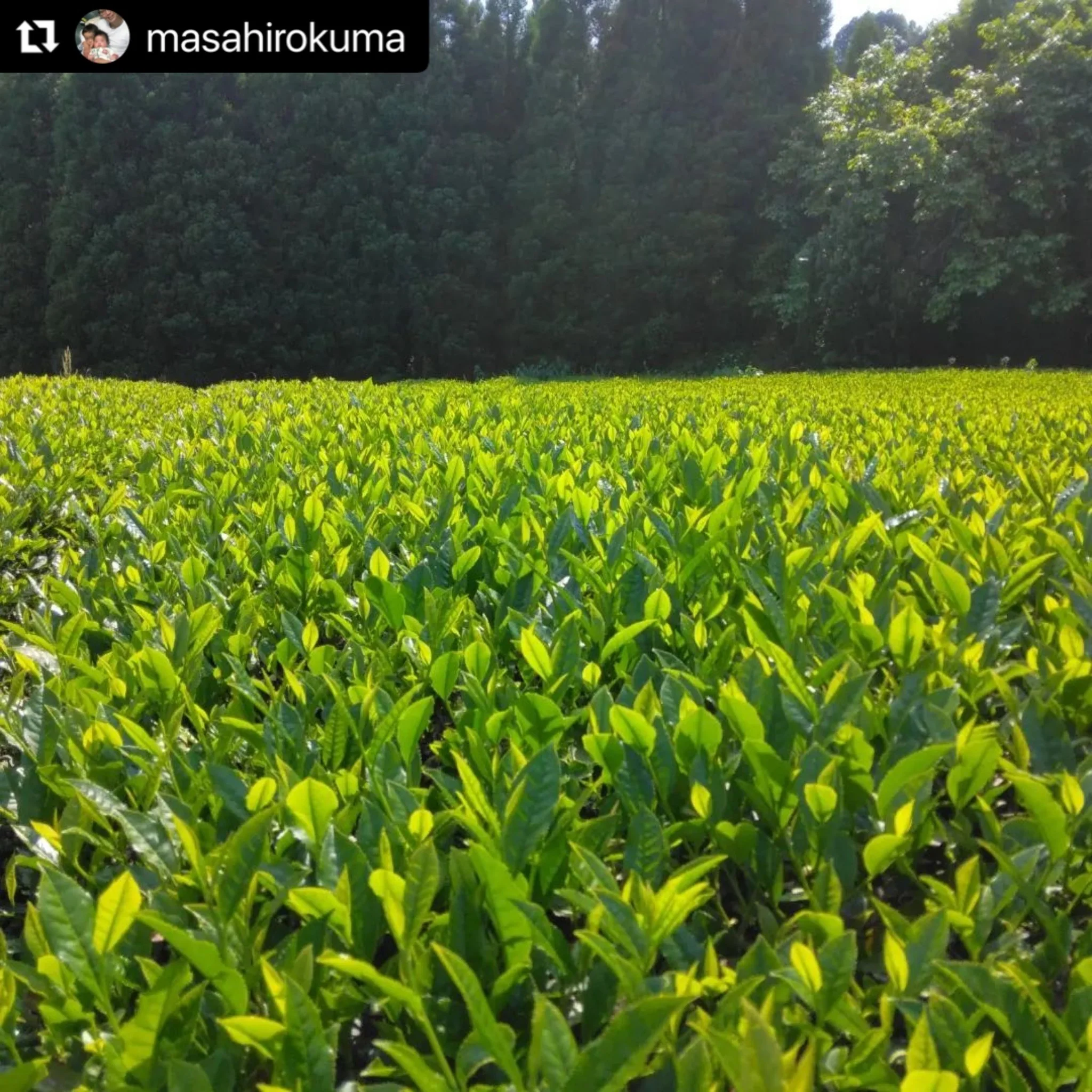 #0440.F2 Kuma Tea Garden FK037: Yamecha Mountain-Grown First Flush Benihikari Black Tea - Image 6