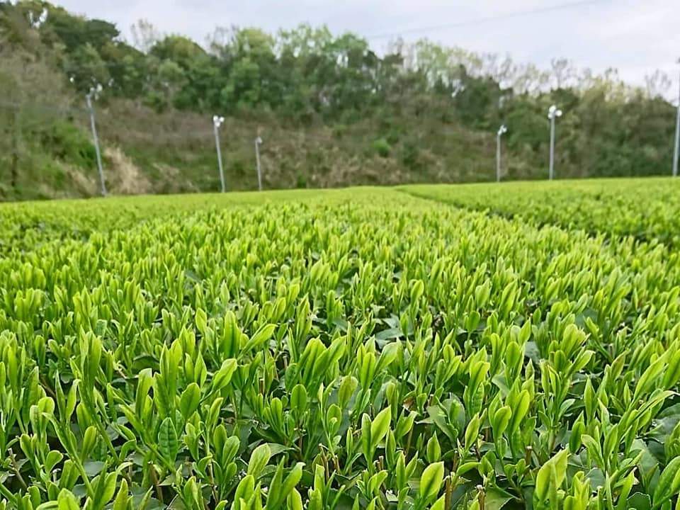 PREORDER available in June 🍵 2026 #0434.F2 Kuma Tea Garden FK031: Saemidori Imperial Mountain-Grown Yame Sencha 奥八女上陽茶さえみどり - Image 4