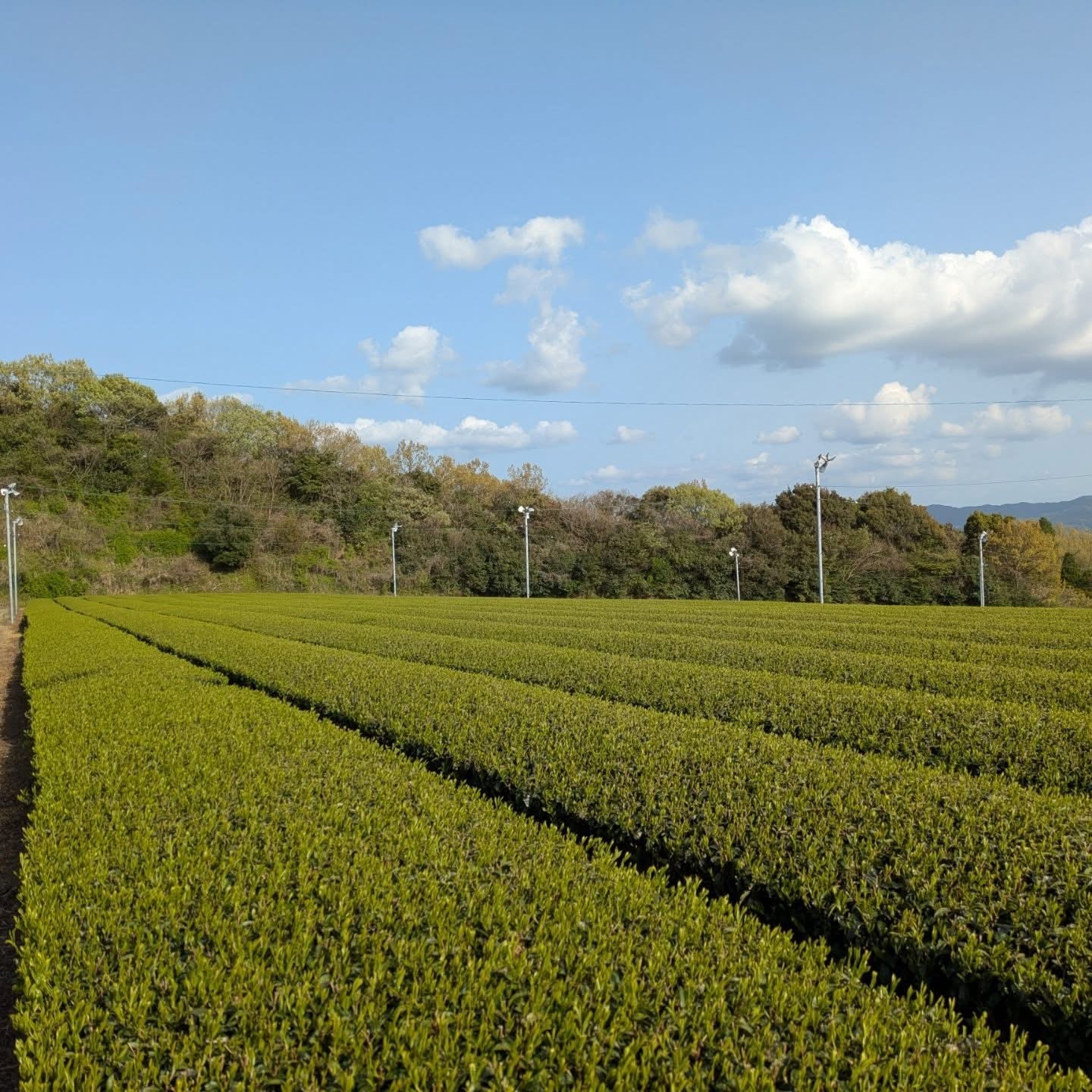 PREORDER available in June 🍵 2026 #0434.F2 Kuma Tea Garden FK031: Saemidori Imperial Mountain-Grown Yame Sencha 奥八女上陽茶さえみどり - Image 7