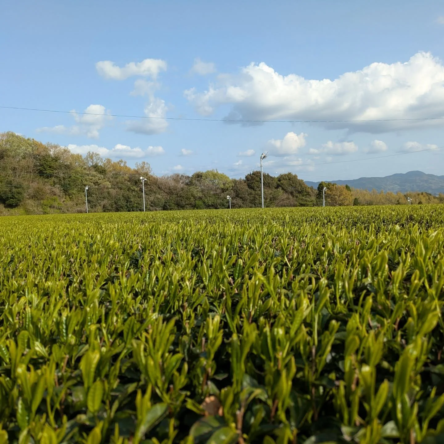 PREORDER available in June 🍵 2026 #0434.F2 Kuma Tea Garden FK031: Saemidori Imperial Mountain-Grown Yame Sencha 奥八女上陽茶さえみどり - Image 8