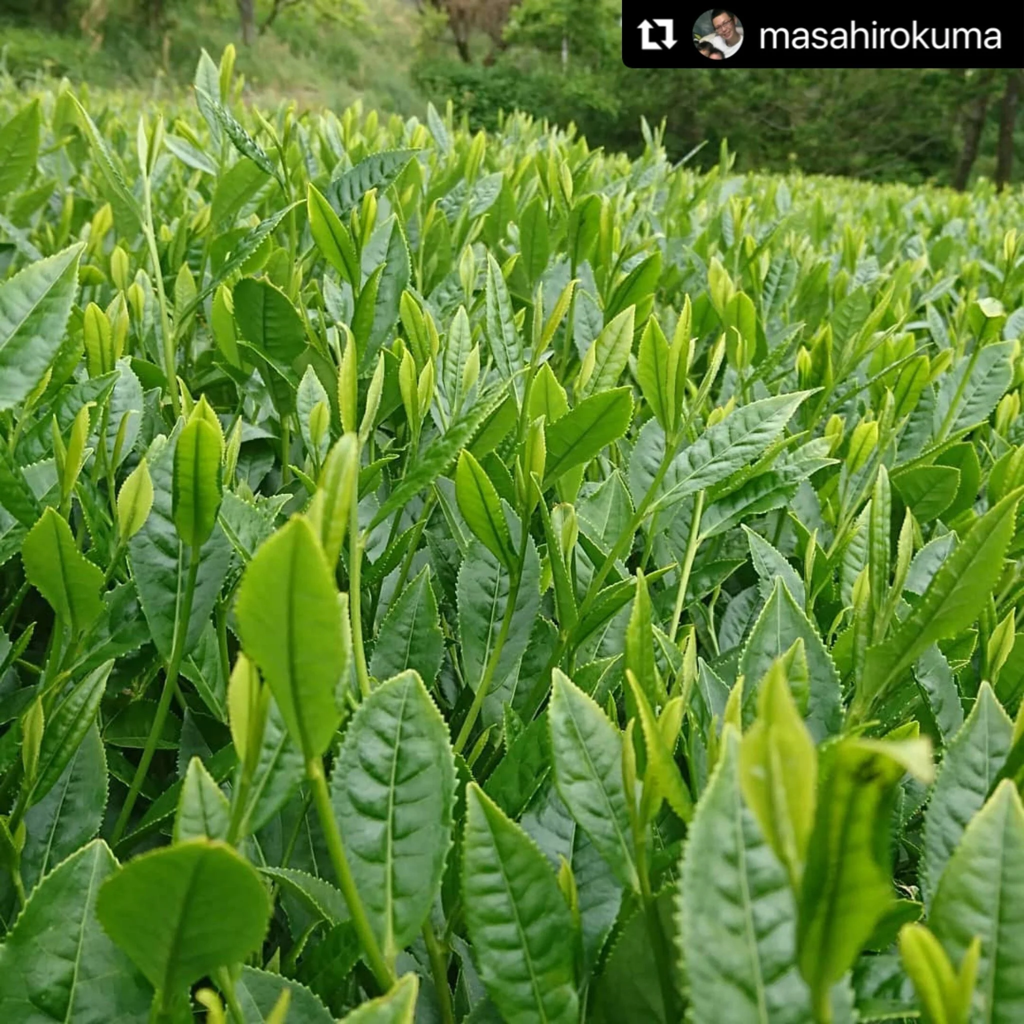 ( SOLD OUT for 2025 ) #0441.F2 Kuma Tea Garden FK038: Yamecha Mountain-Grown First Flush Spring Benifuuki Black Tea. - Image 3