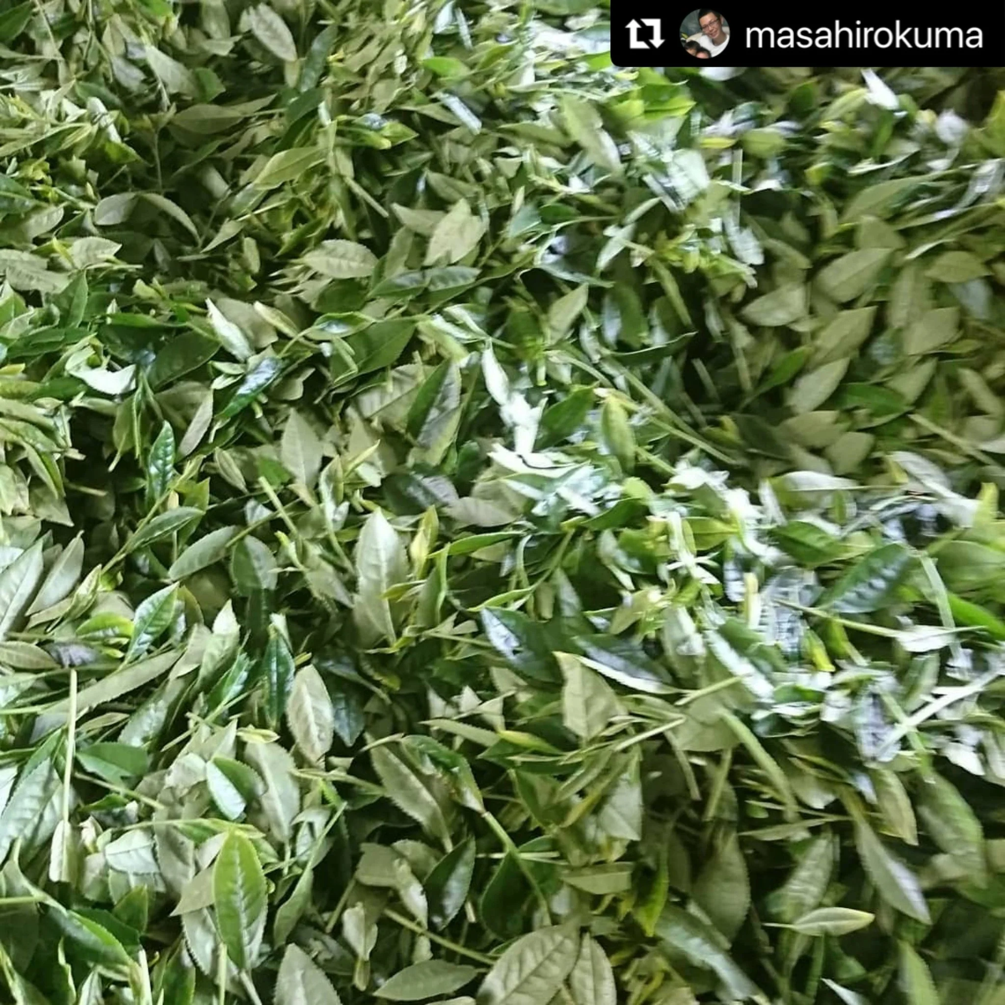 ( SOLD OUT for 2025 ) #0441.F2 Kuma Tea Garden FK038: Yamecha Mountain-Grown First Flush Spring Benifuuki Black Tea. - Image 4