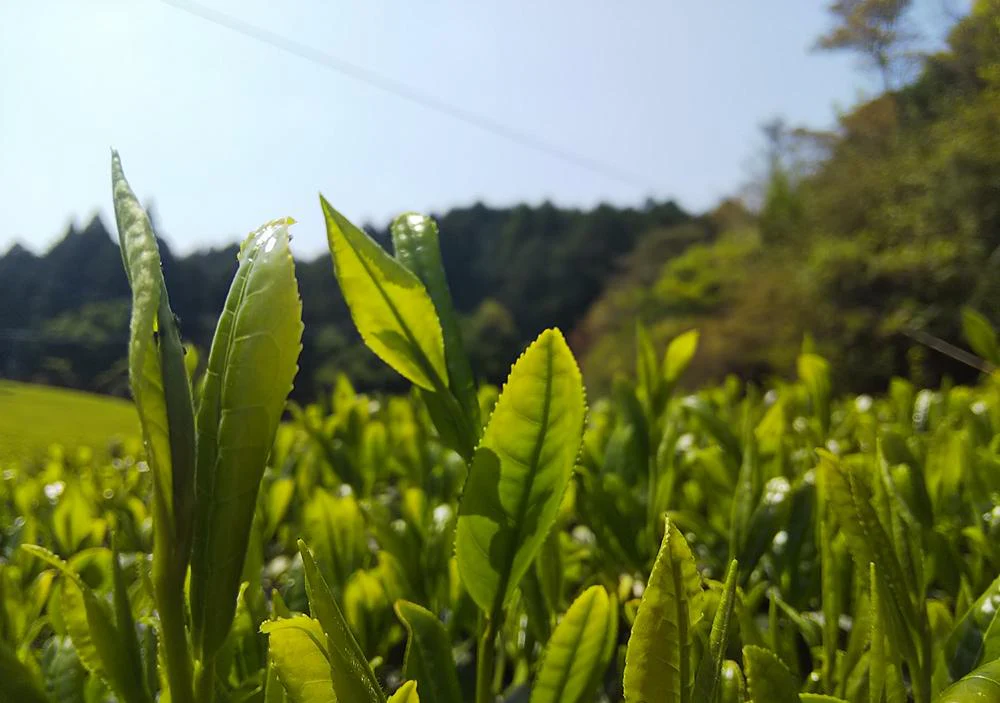 PREORDER available in June 🍵 2026 #0438.F2 Kuma Tea Garden: Yamecha Mountain-Grown Fukamushicha Yabukita & Okuyutaka Blend - Image 4