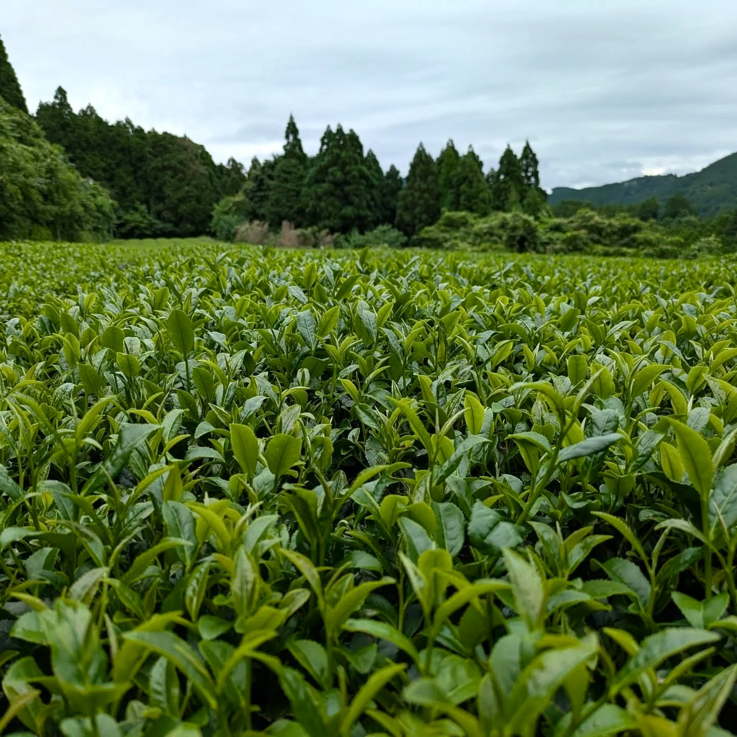 PREORDER available in June 🍵 2026 #0438.F2 Kuma Tea Garden: Yamecha Mountain-Grown Fukamushicha Yabukita & Okuyutaka Blend - Image 5