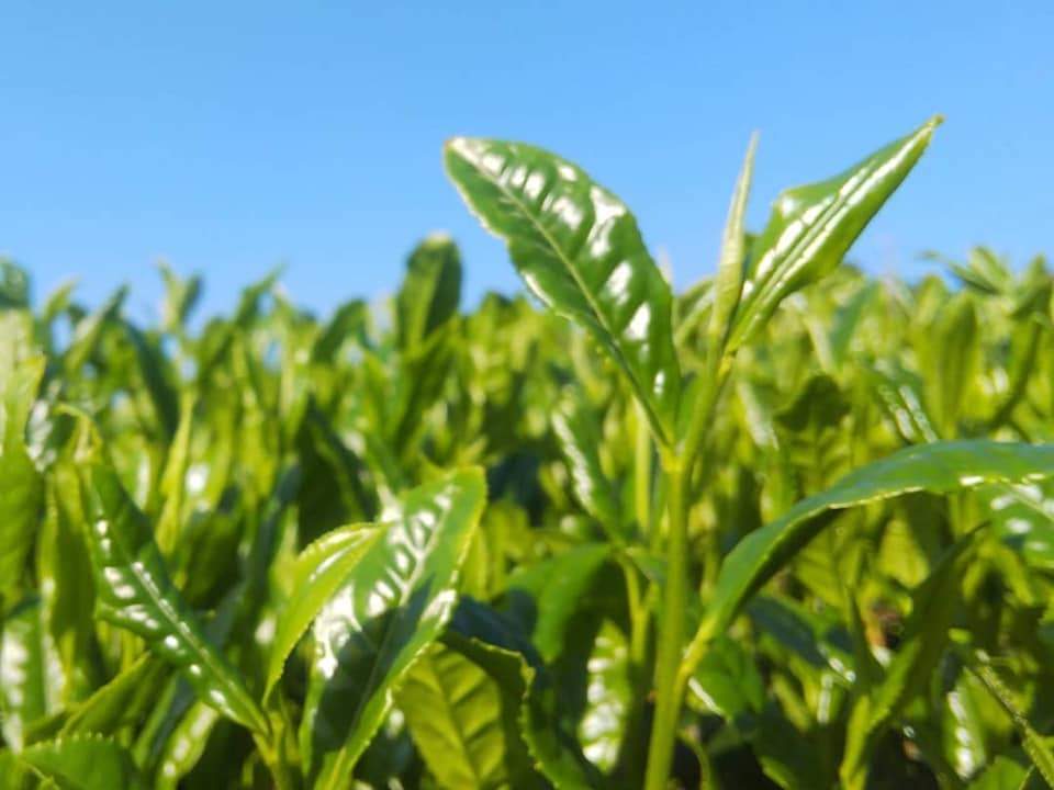 PREORDER available in June 🍵 2026 #0435.F2 Kuma Tea Garden: Yamecha Mountain-Grown Sencha Yabukita 奥八女 上陽茶 やぶきた - Image 3