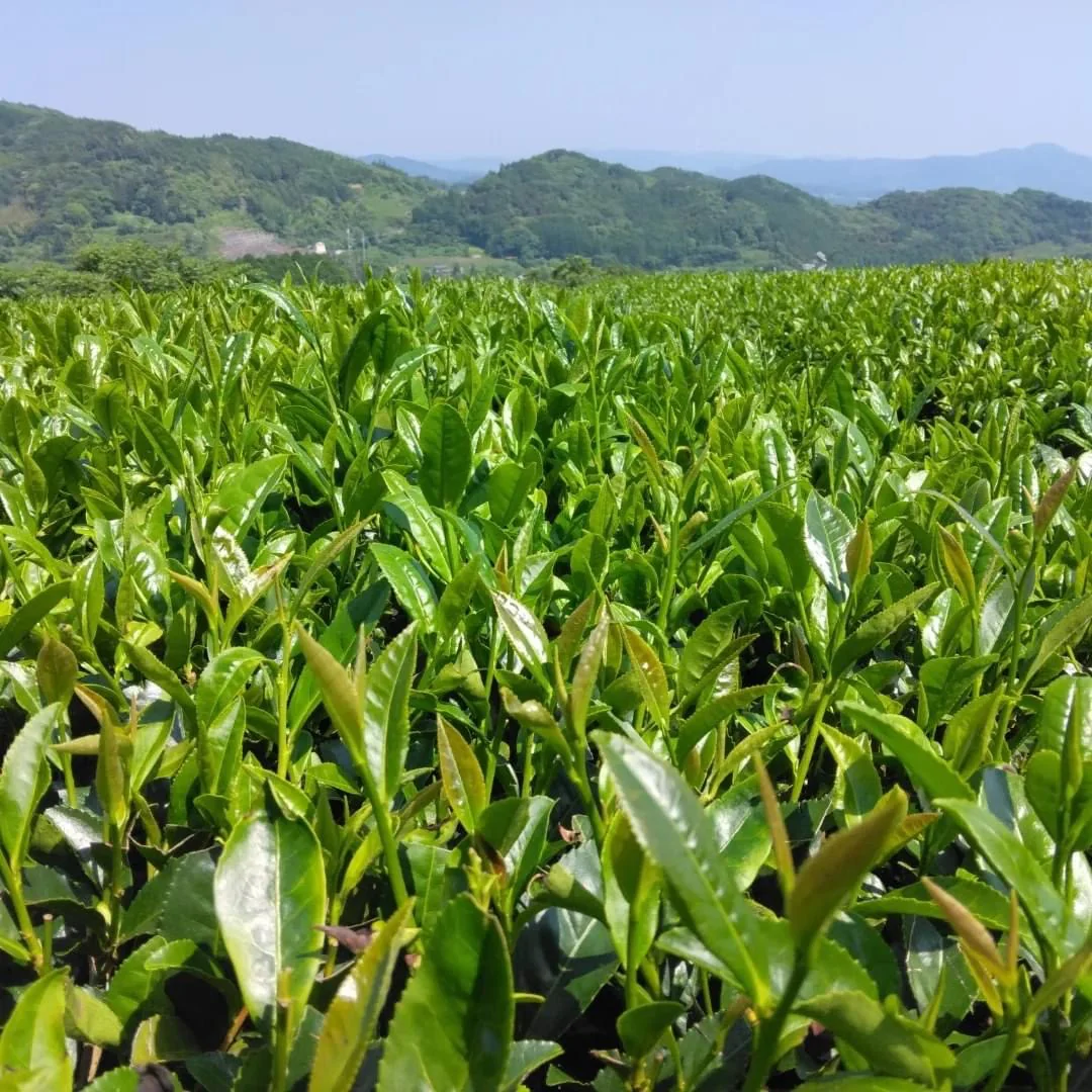 PREORDER available in June 🍵 2026 #0436.F2 Kuma Tea Garden FK033: Mountain-Grown Yame Sencha (Unshaded), Single Cultivar Kirari 31 - Image 2