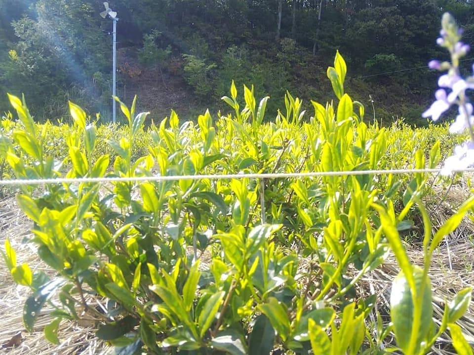 PREORDER available in June 🍵 2026 #0436.F2 Kuma Tea Garden FK033: Mountain-Grown Yame Sencha (Unshaded), Single Cultivar Kirari 31 - Image 6