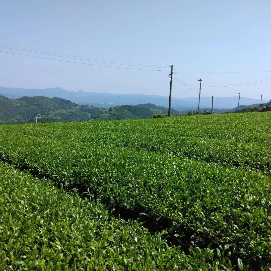PREORDER available in June 🍵 2026 #0436.F2 Kuma Tea Garden FK033: Mountain-Grown Yame Sencha (Unshaded), Single Cultivar Kirari 31 - Image 7