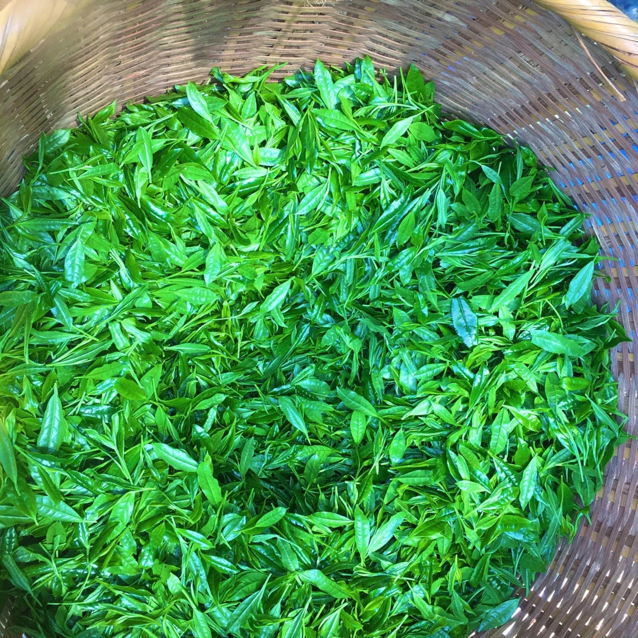 PREORDER available in June 🍵 2026 #0065.F2 Kurihara Tea: Takumi 匠 (The Artisan) - Kurihara Heritage Gyokuro Green Tea - Image 4