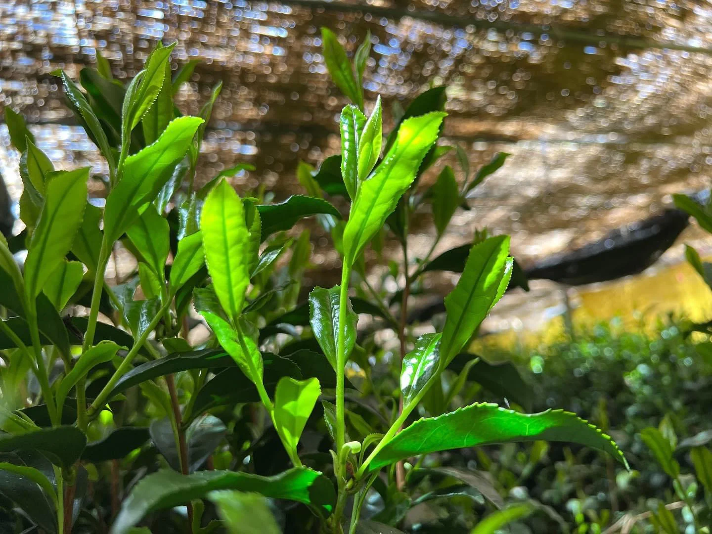 PREORDER available in June 🍵 2026 #0065.F2 Kurihara Tea: Takumi 匠 (The Artisan) - Kurihara Heritage Gyokuro Green Tea - Image 5