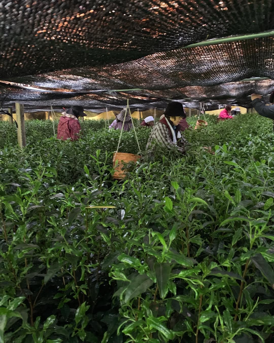 PREORDER available in June 🍵 2026 #0065.F2 Kurihara Tea: Takumi 匠 (The Artisan) - Kurihara Heritage Gyokuro Green Tea - Image 6