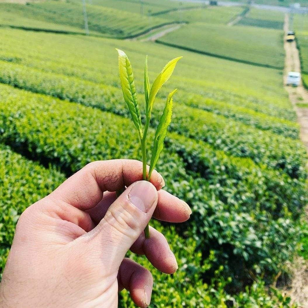 PREORDER available late May 🍵 2026 #0079.F2 Kurihara Tea #17: Okuhikari Cultivar Yame Sencha おくひかり - Image 3