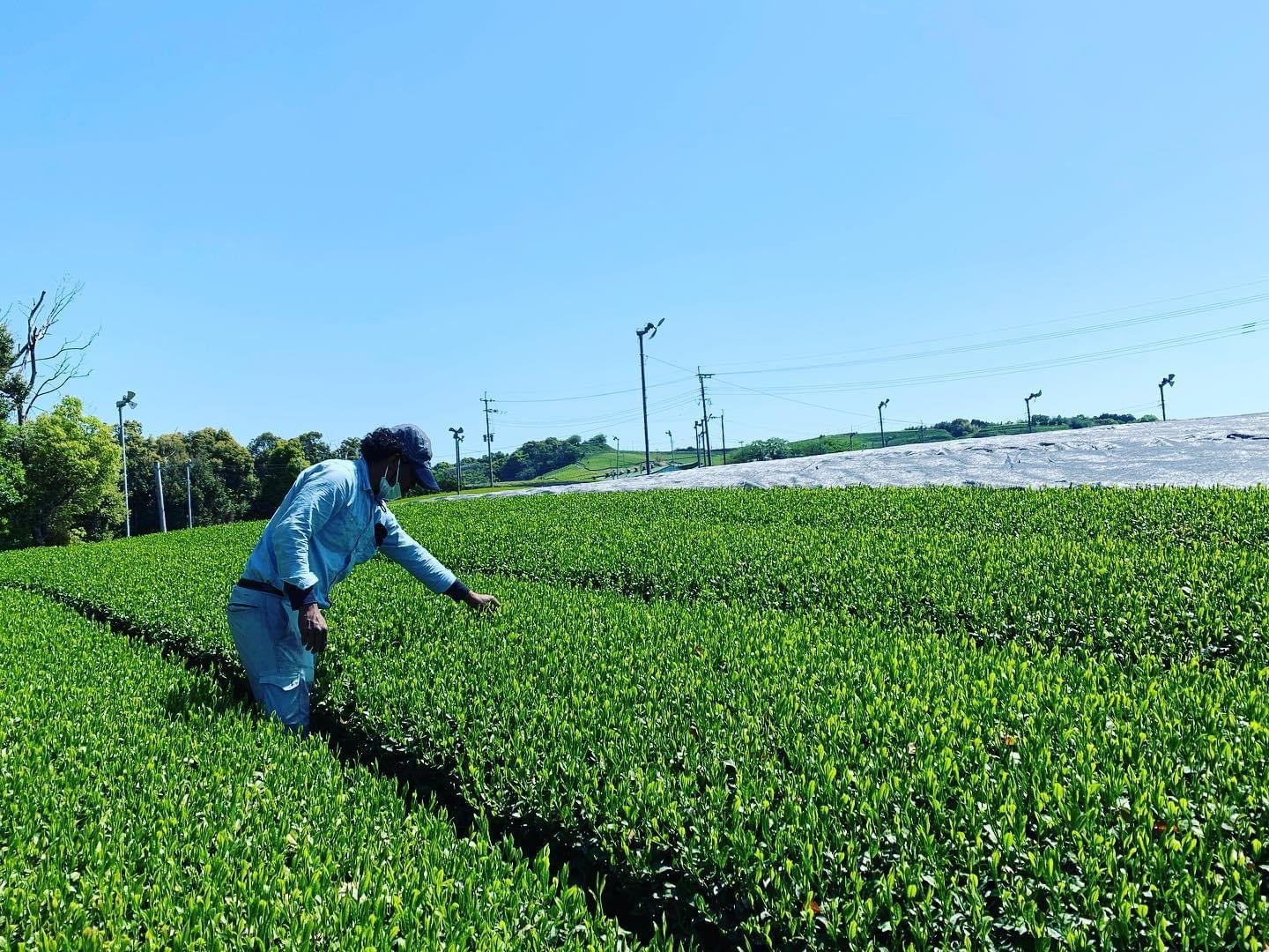 PREORDER available late May 🍵 2026 #0082.F2 Kurihara Tea: Single Cultivar Yame Sencha - Kirari 31 単一品種八女煎茶きらり31 - Image 4
