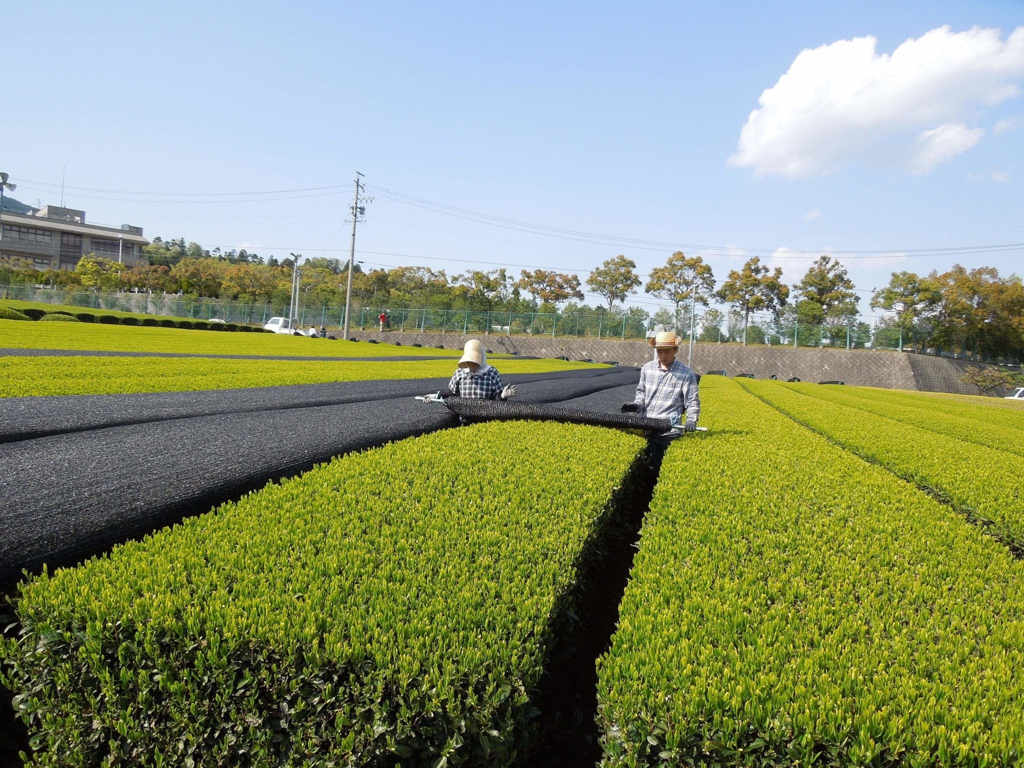 PREORDER available in late May 2026 🍵 #0458.M1 Marushige Shimizu Tea Farm: Kabusecha Shaded Green Tea, Saemidori さえみどり - Image 5