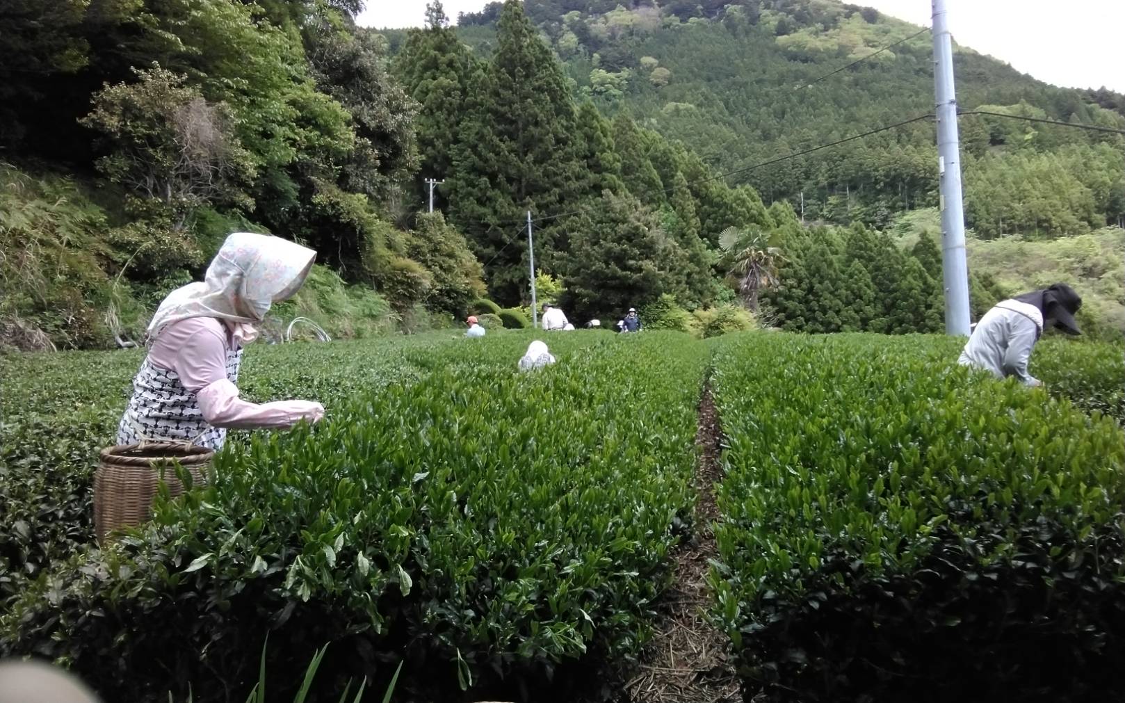 #0469.S5 Matsumoto Osamu: Micro Batch Sencha, Single Cultivar Koshun - Image 3